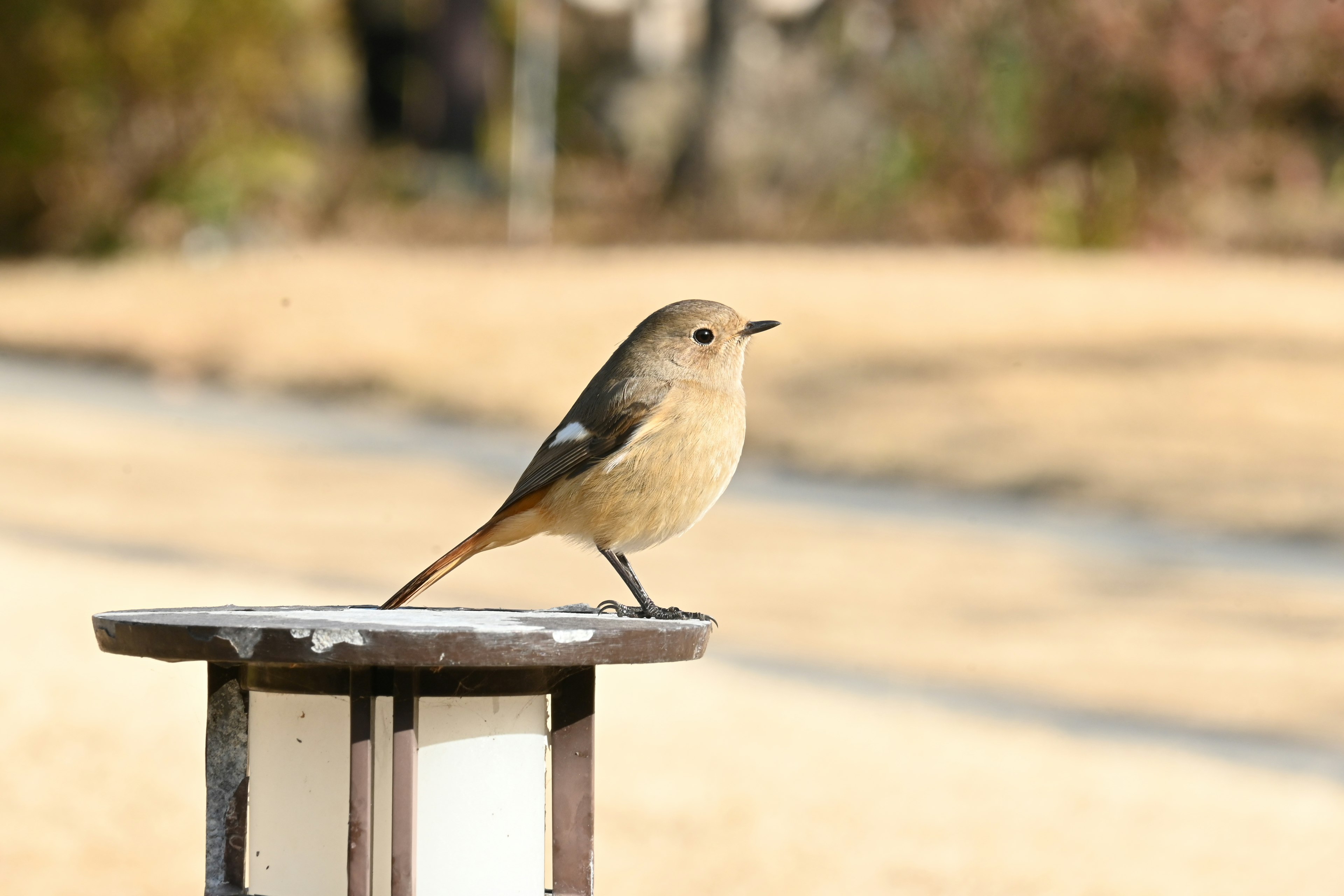 Un pequeño pájaro posado en un poste con un fondo borroso