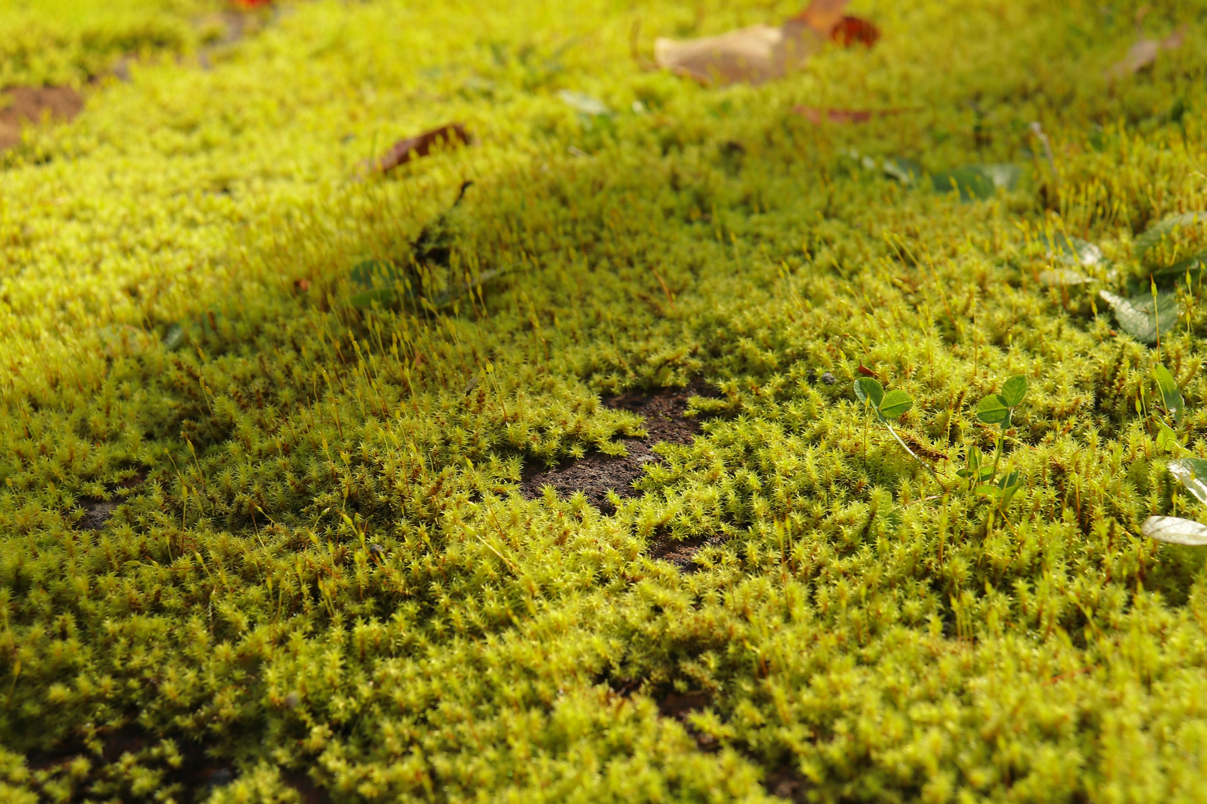 Close-up of vibrant green moss covering the ground