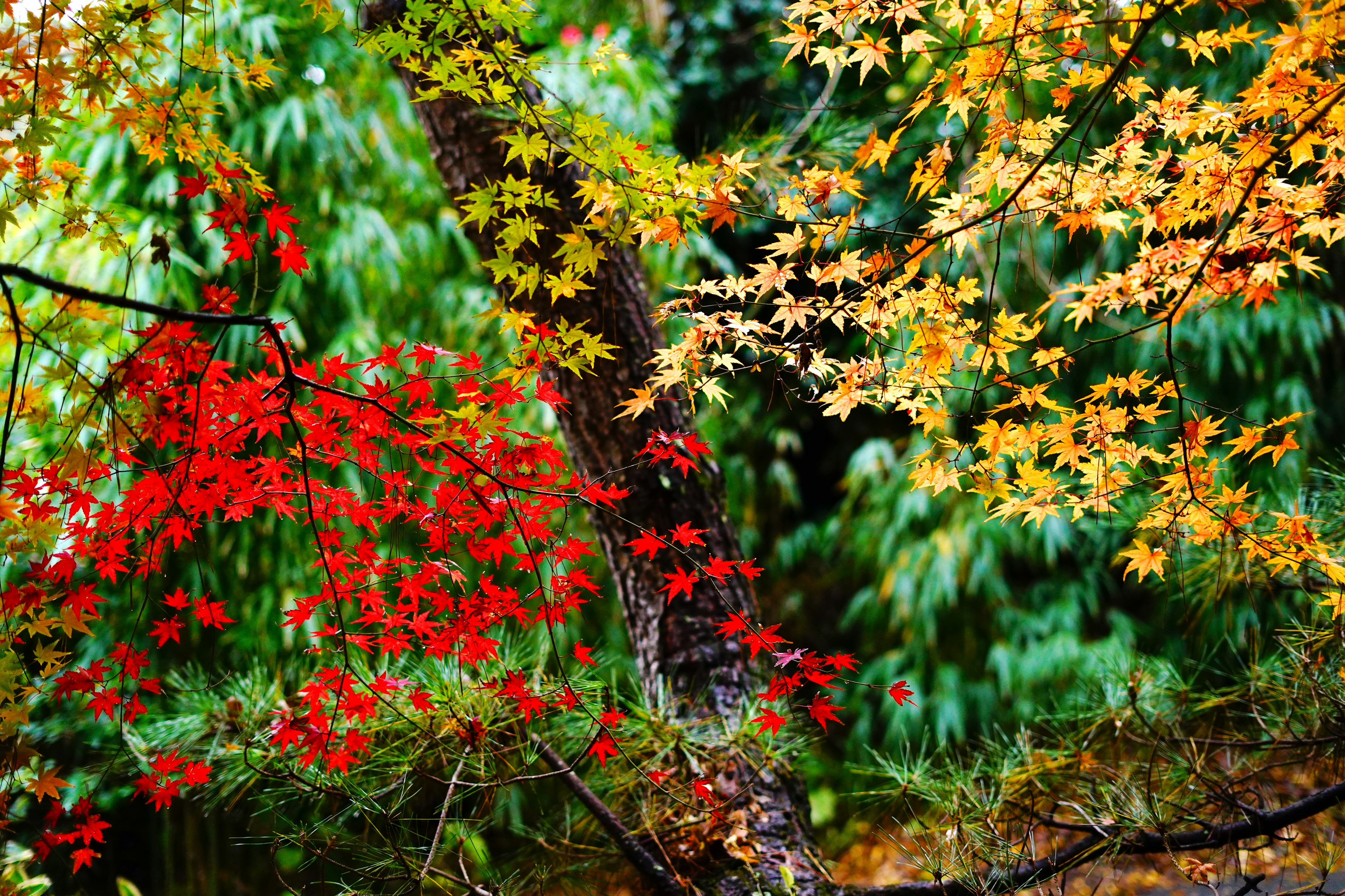 Lebendige Herbstblätter mit roten und gelben Blättern