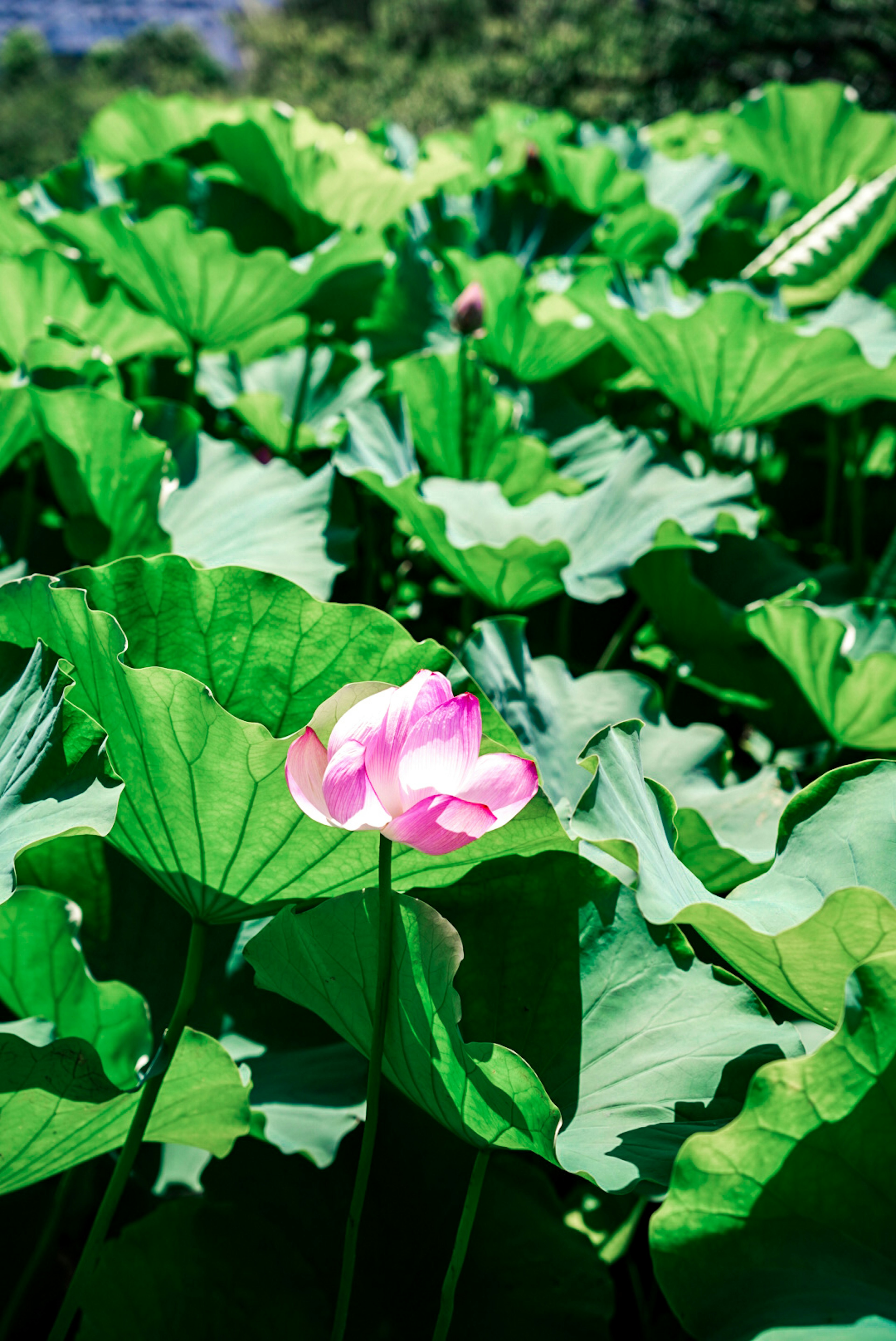 緑の葉に囲まれた一輪のピンクのハスの花