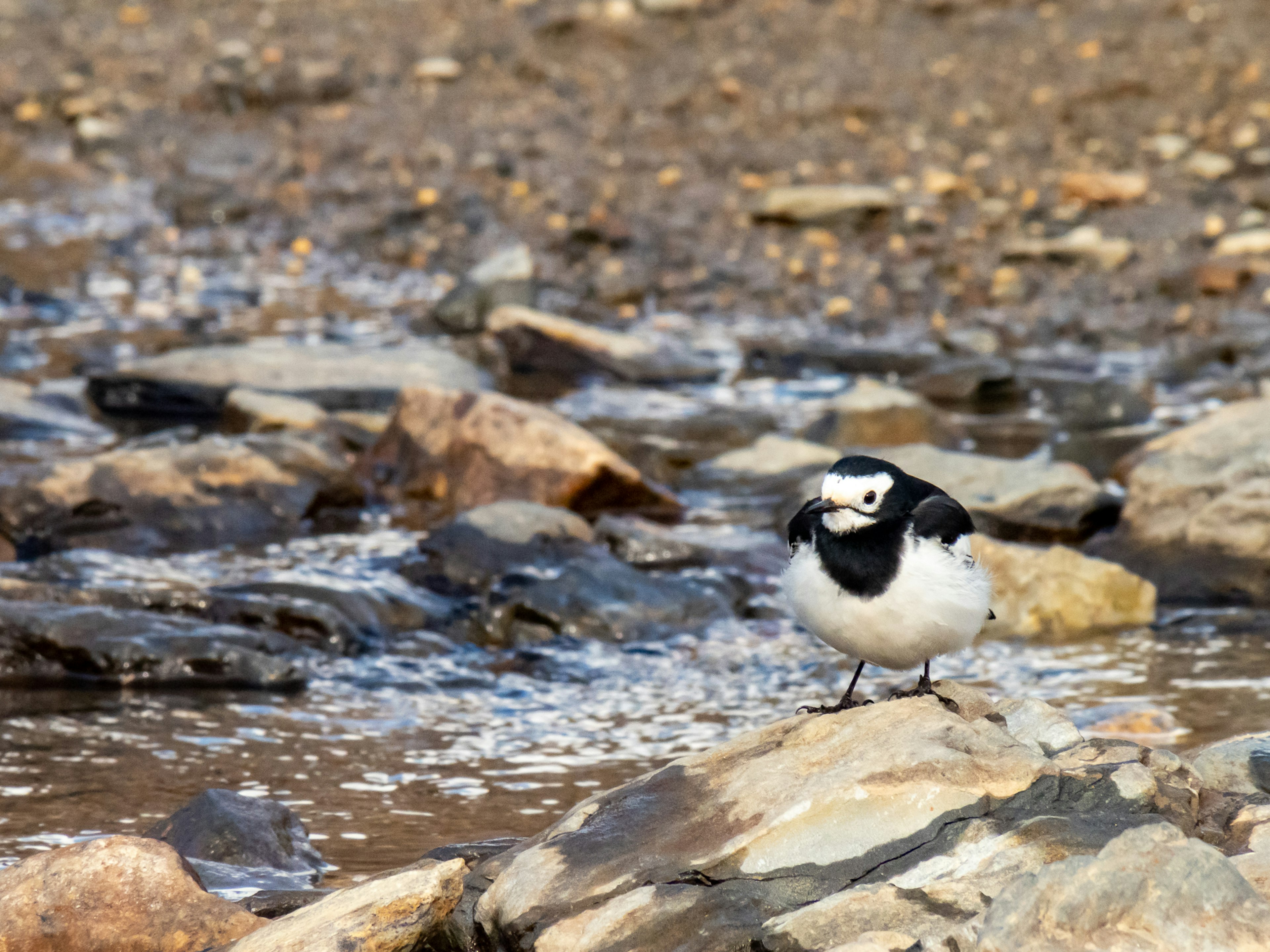 白と黒の鳥が小川の石の上に立っている