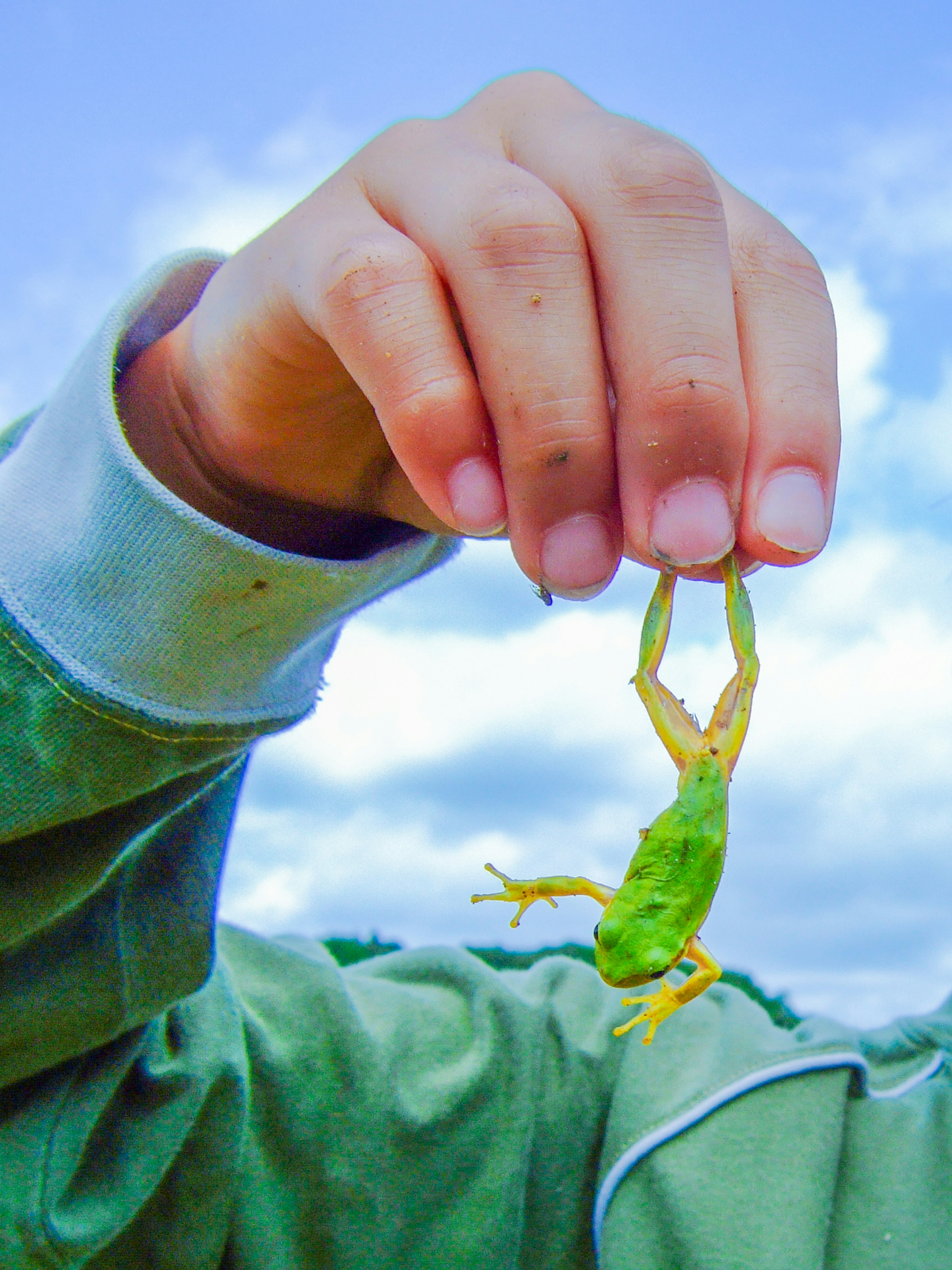 Close-up of a hand holding a green frog with a blue sky and clouds in the background