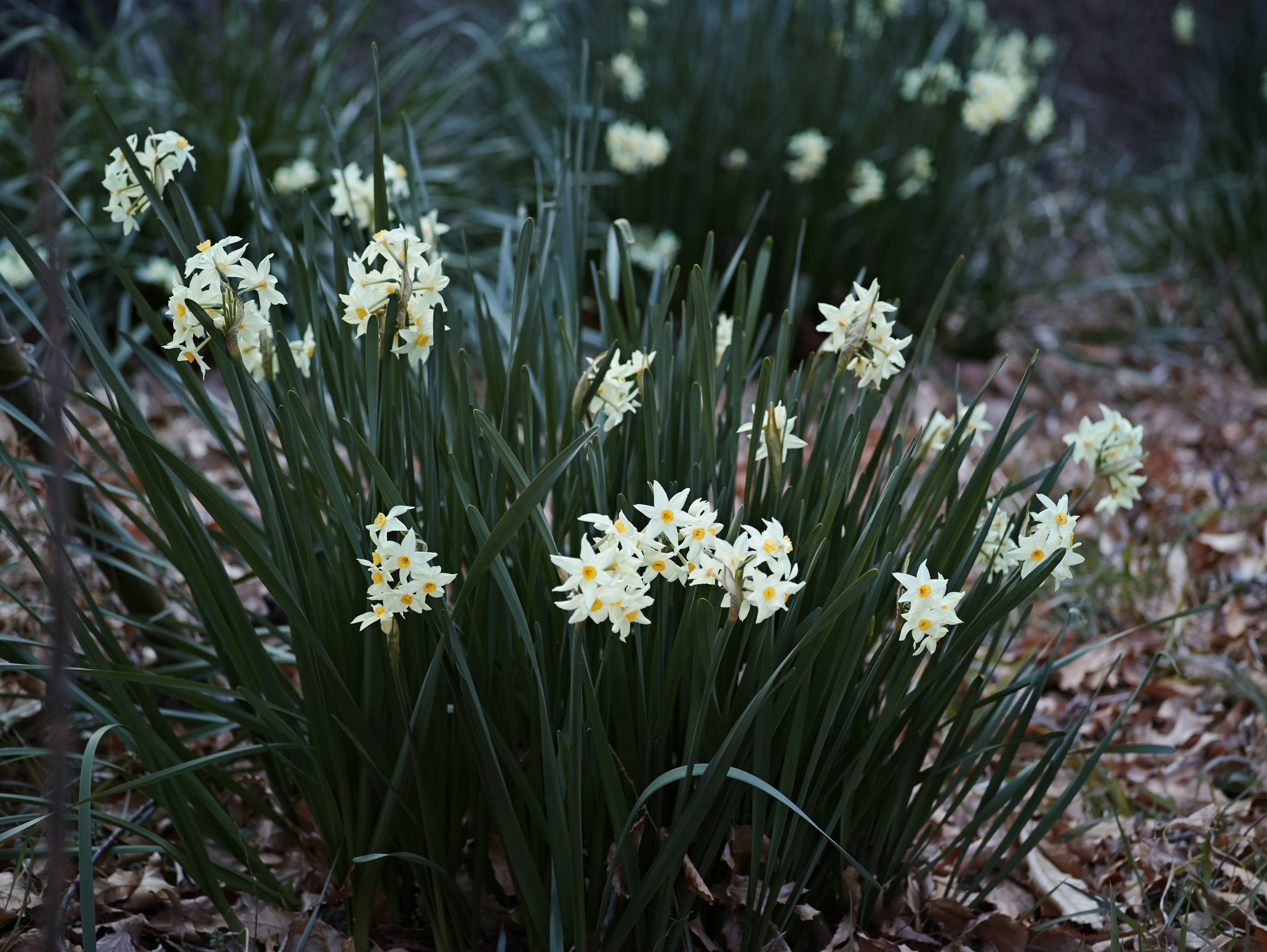 Ansammlung von blassen gelben Blumen mit grünen Blättern in einer schwach beleuchteten Umgebung