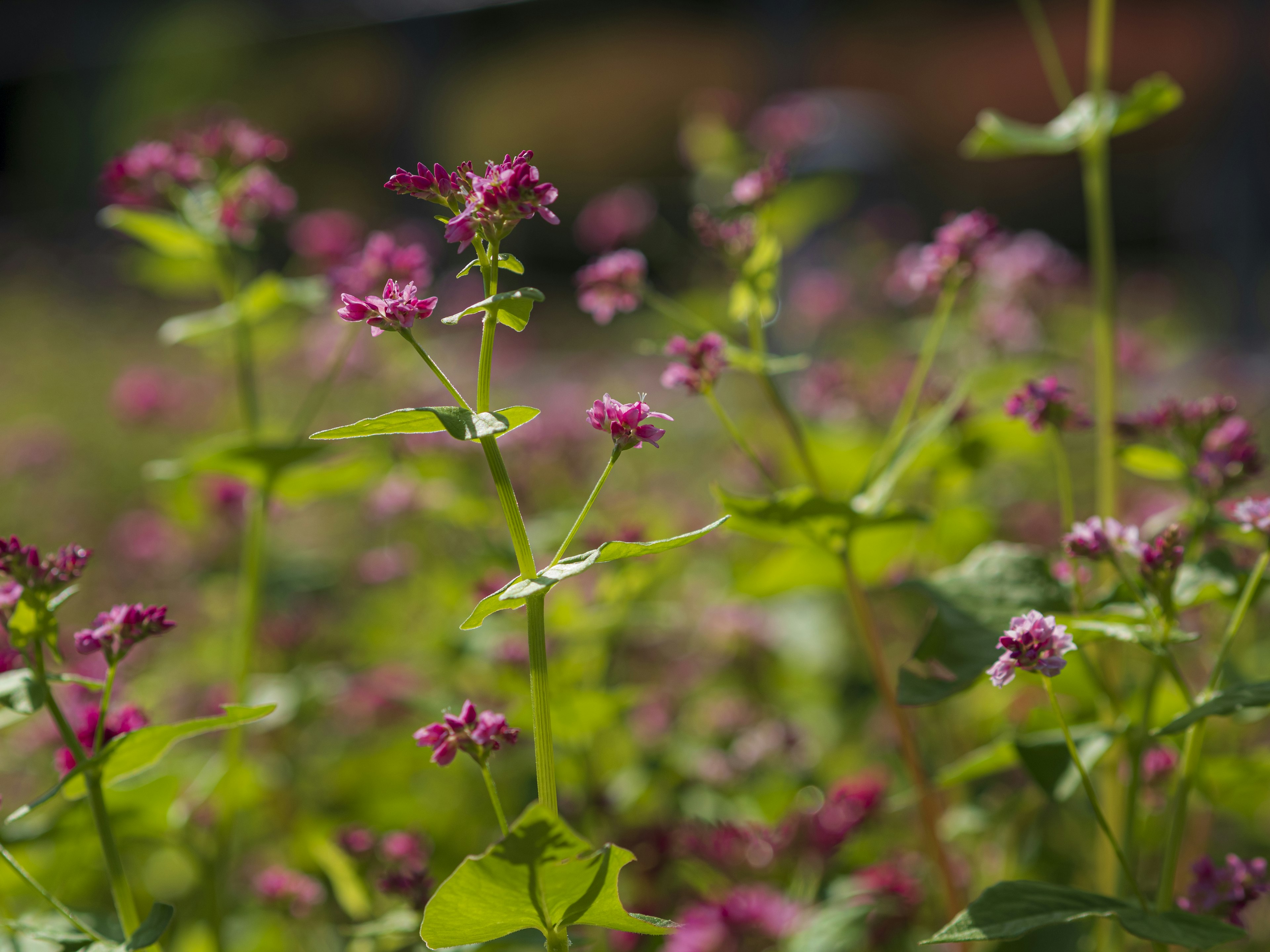 Un champ de petites fleurs violettes entourées de feuilles vertes