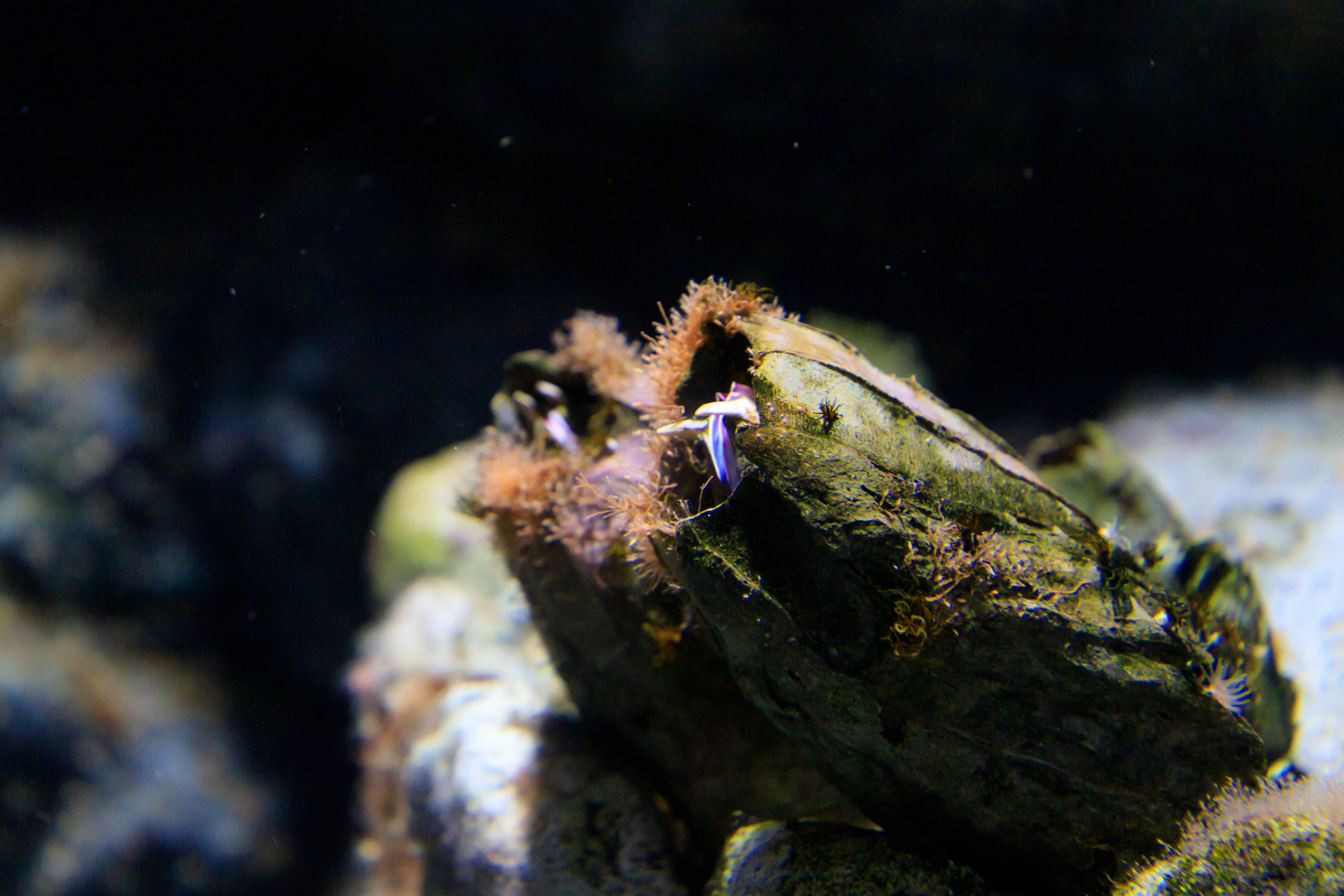 A small creature hidden in a shell with orange tentacles in the ocean