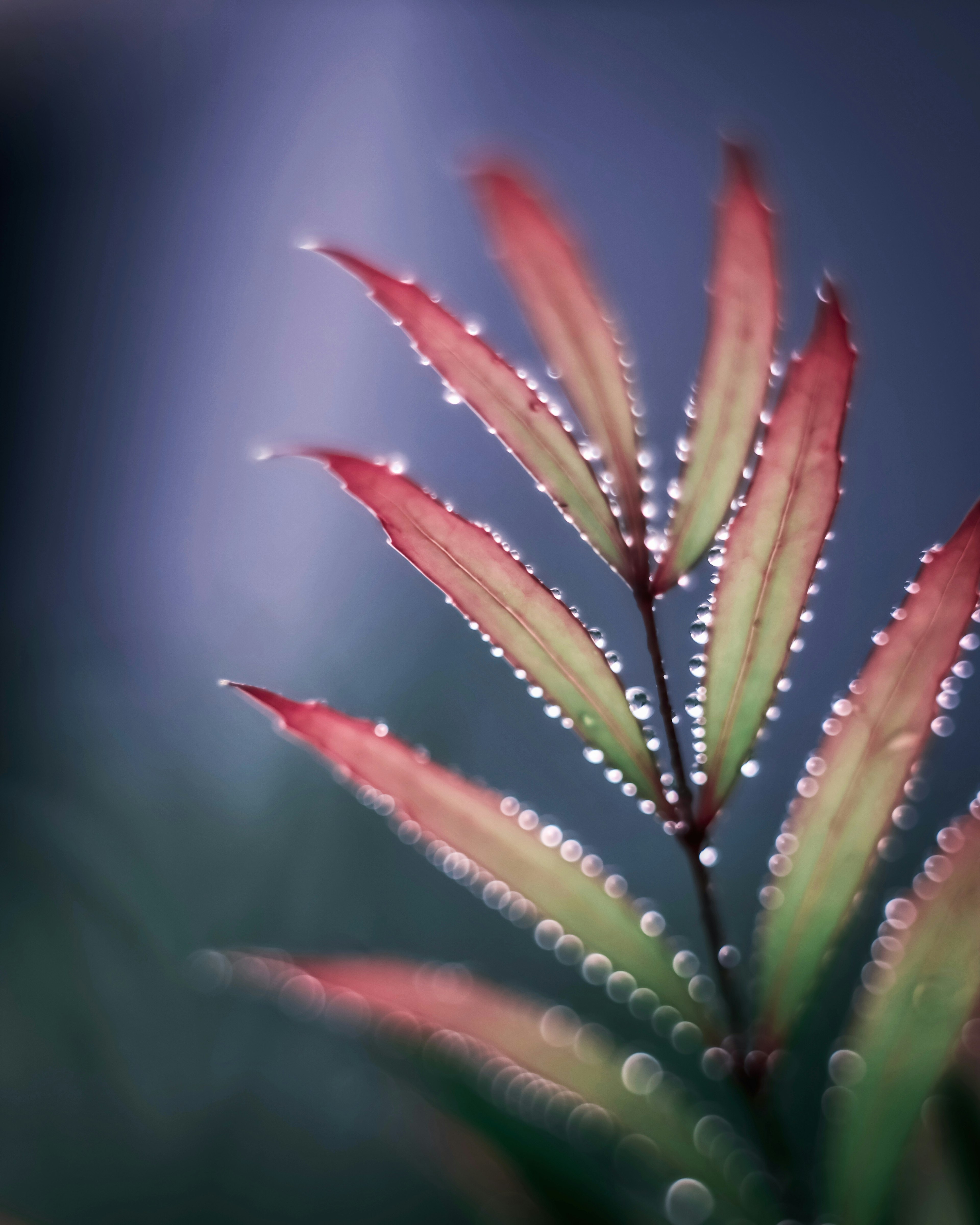 Close-up daun merah dengan embun latar belakang hijau kabur