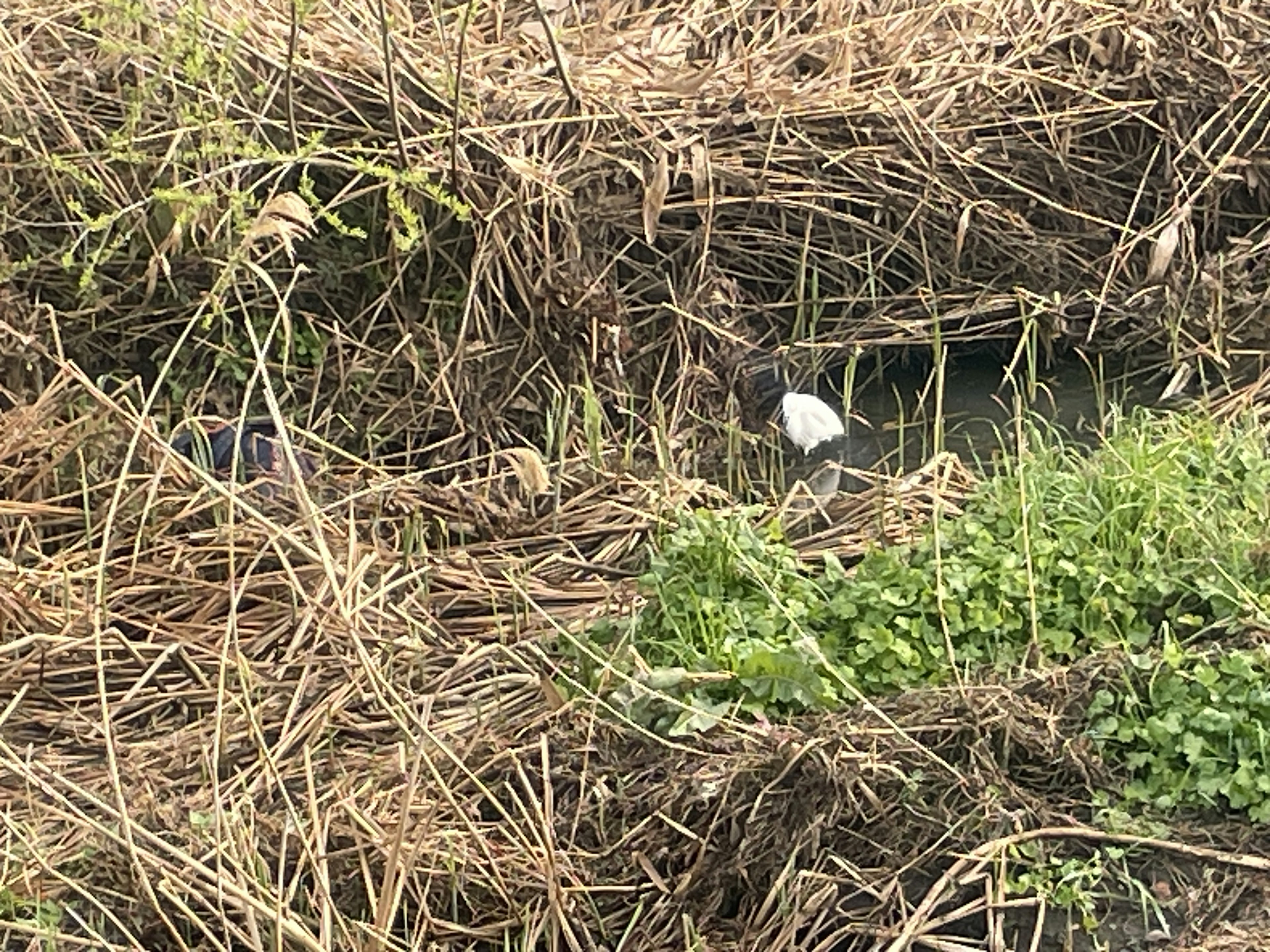 Escena de un arroyo rodeado de hierba seca y plantas verdes un pájaro blanco se acerca al agua