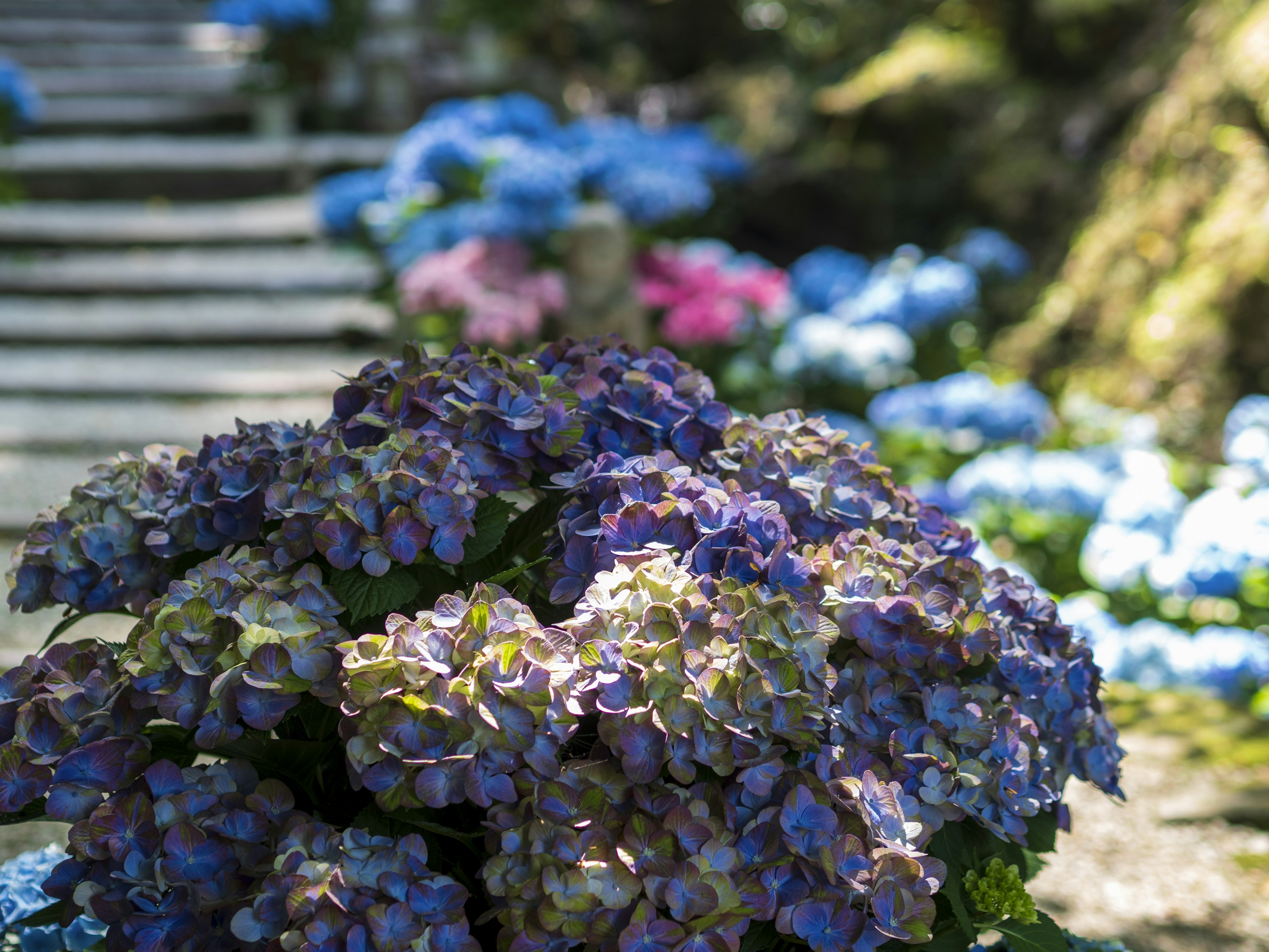 Un affichage vibrant d'hortensias violets dans un jardin