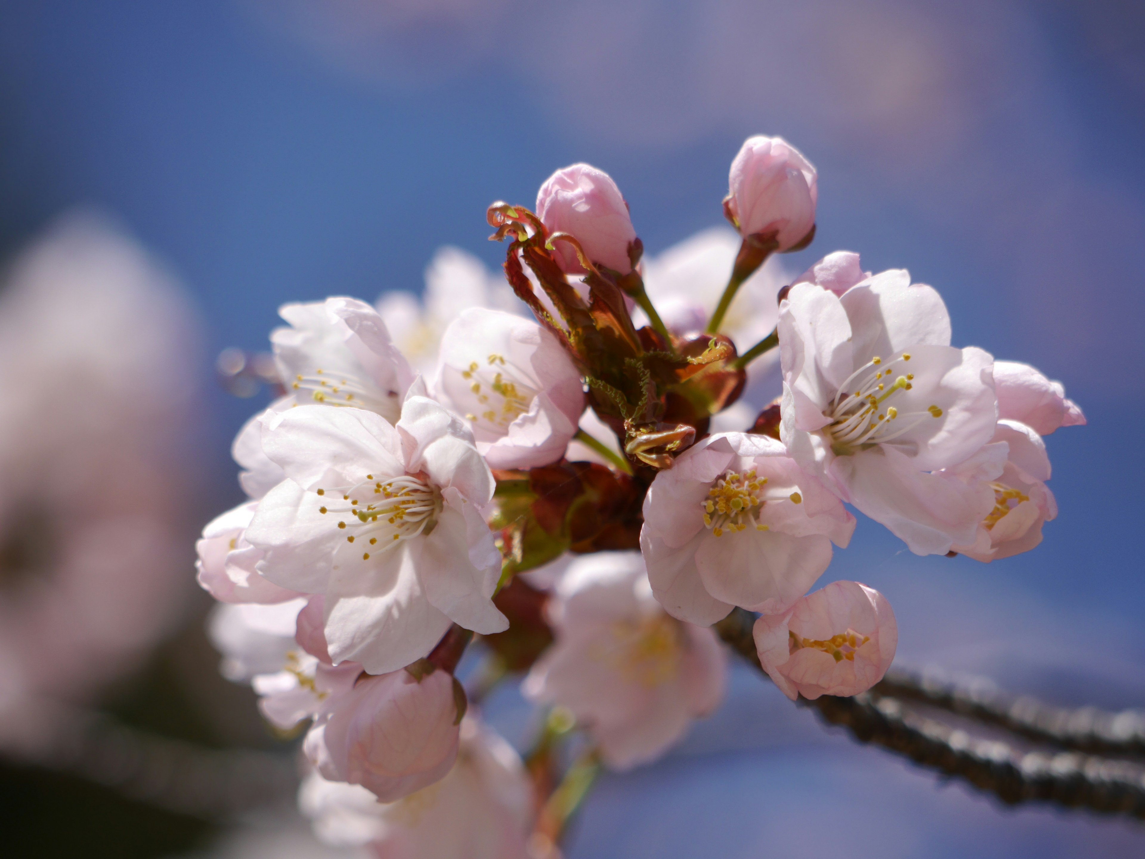 桜の花が咲いている枝のクローズアップ青空を背景に