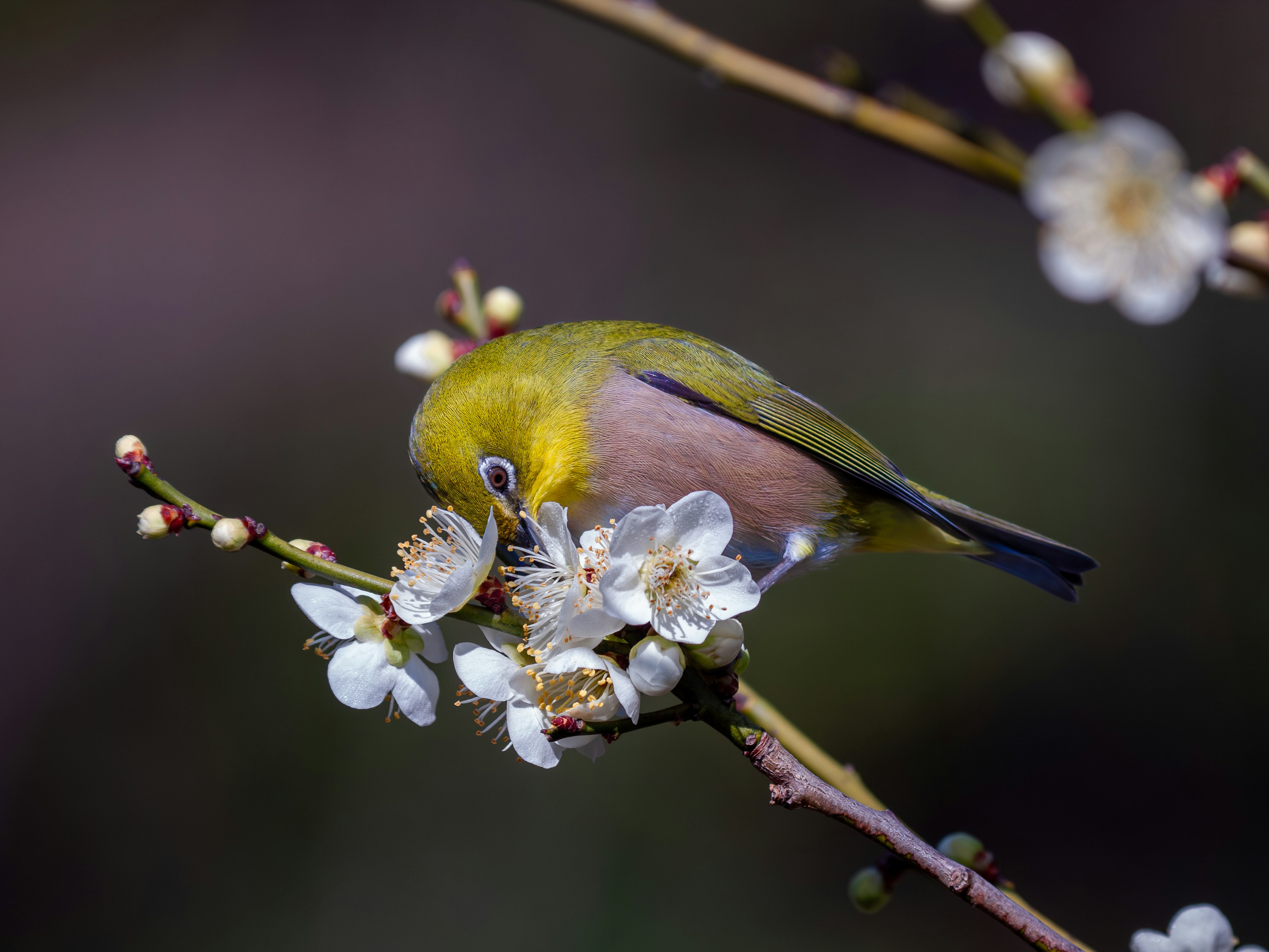 花の蜜を吸う小さな鳥が白い花の上にいる