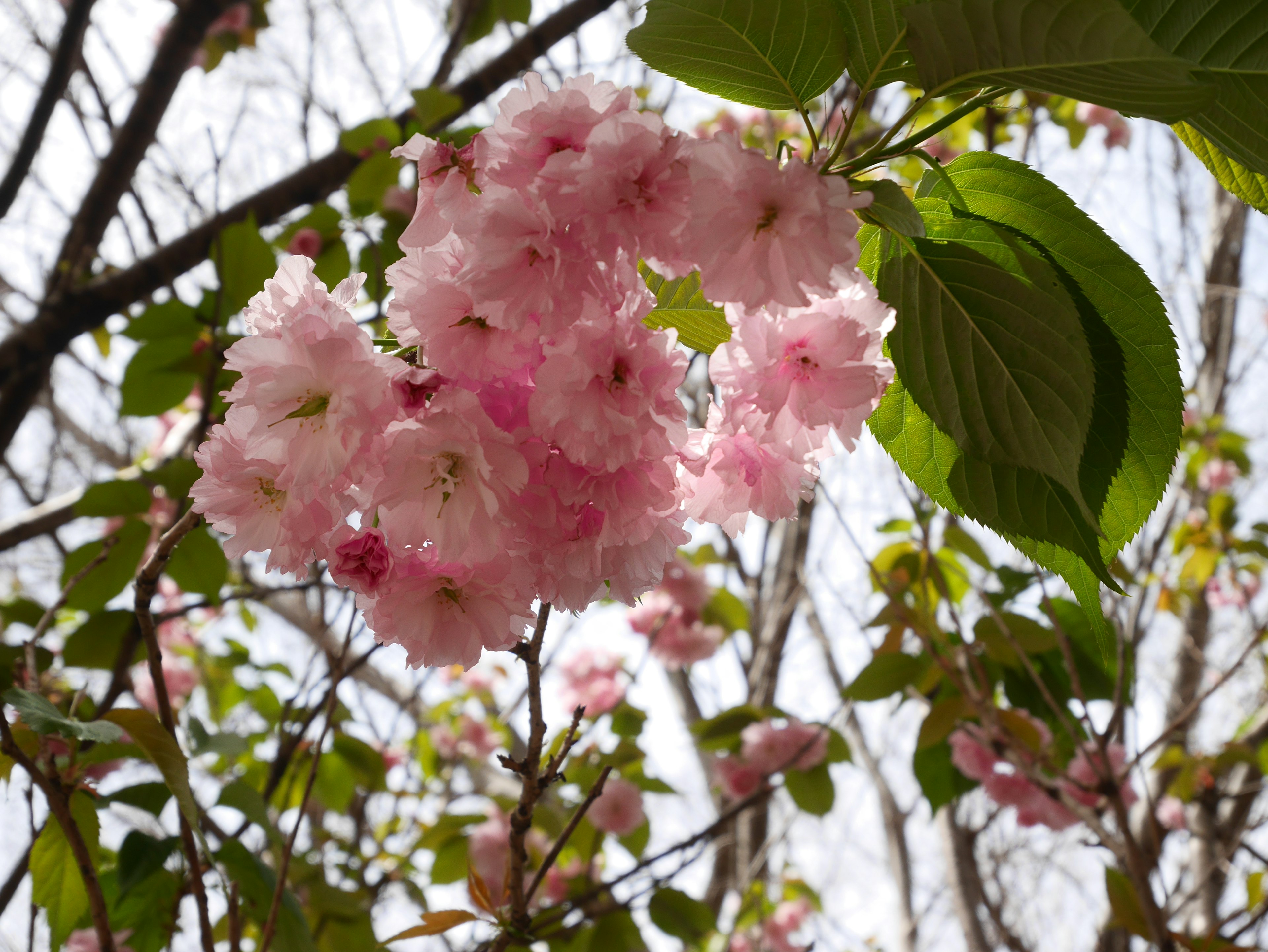 Fiori di ciliegio in fiore con fiori rosa chiaro e foglie verdi che mostrano l'arrivo della primavera