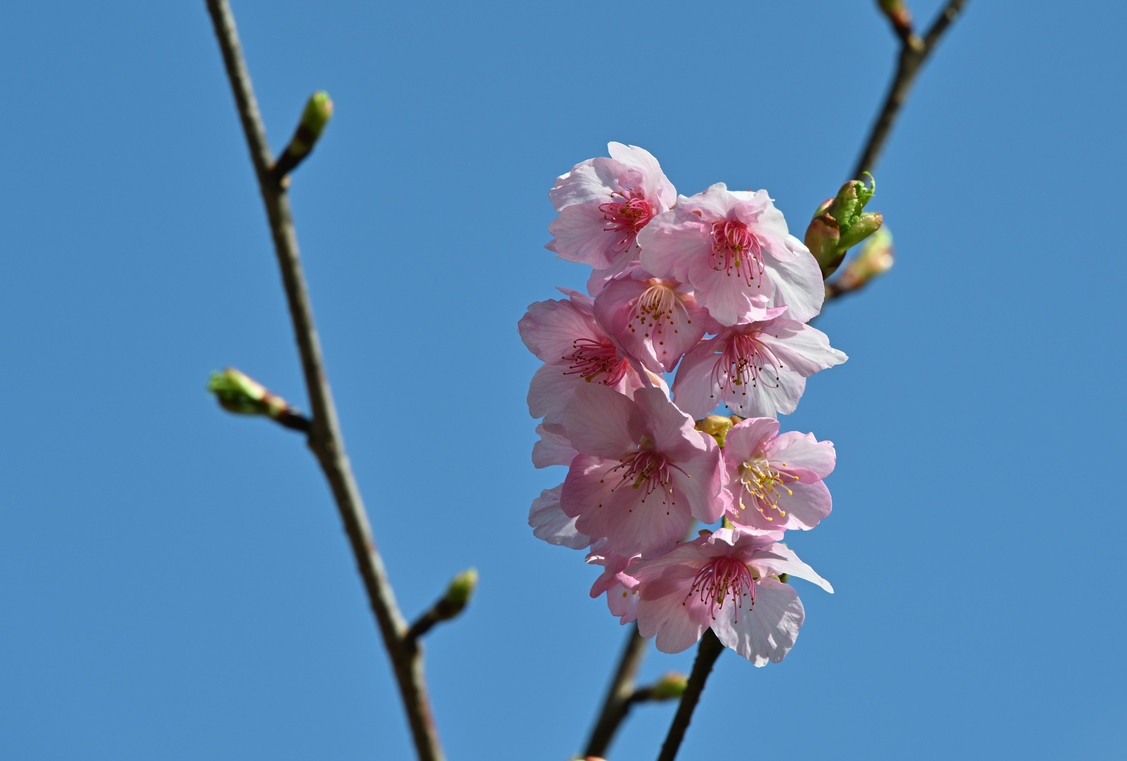 青空に映えるピンクの桜の花が咲いている