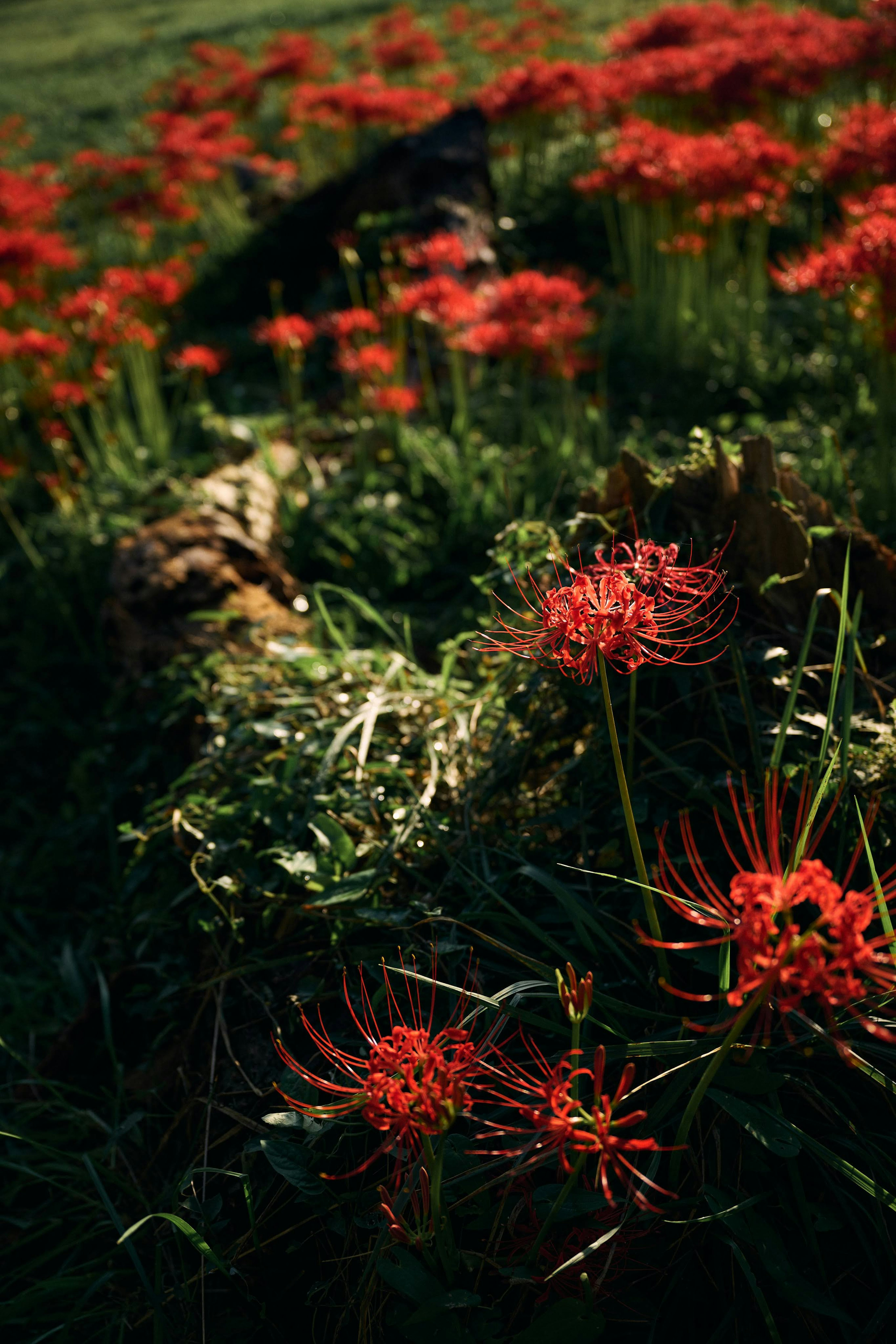 Field of vibrant red spider lilies in lush green grass