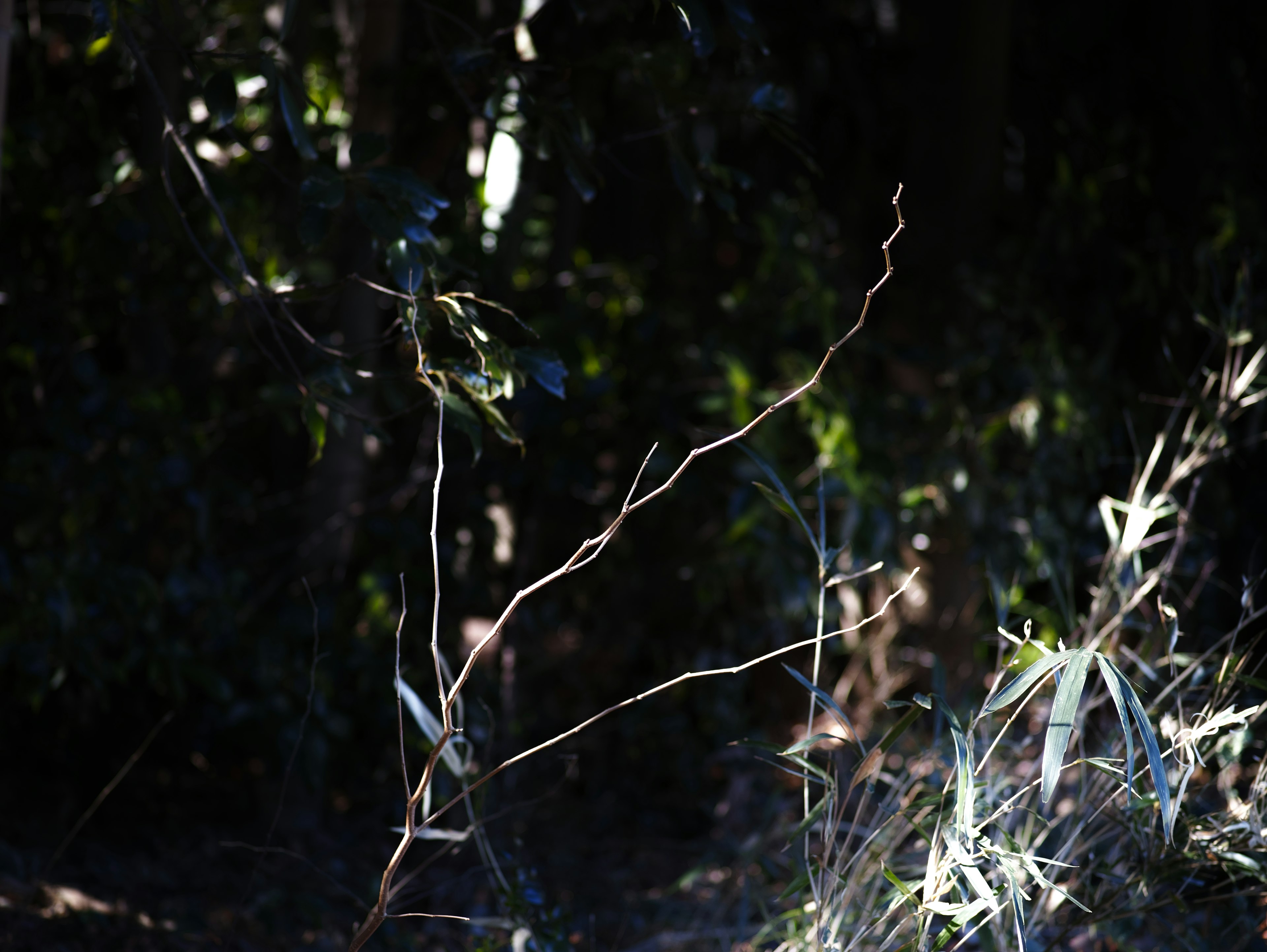 Une scène naturelle avec de fines branches et de l'herbe sur un fond sombre