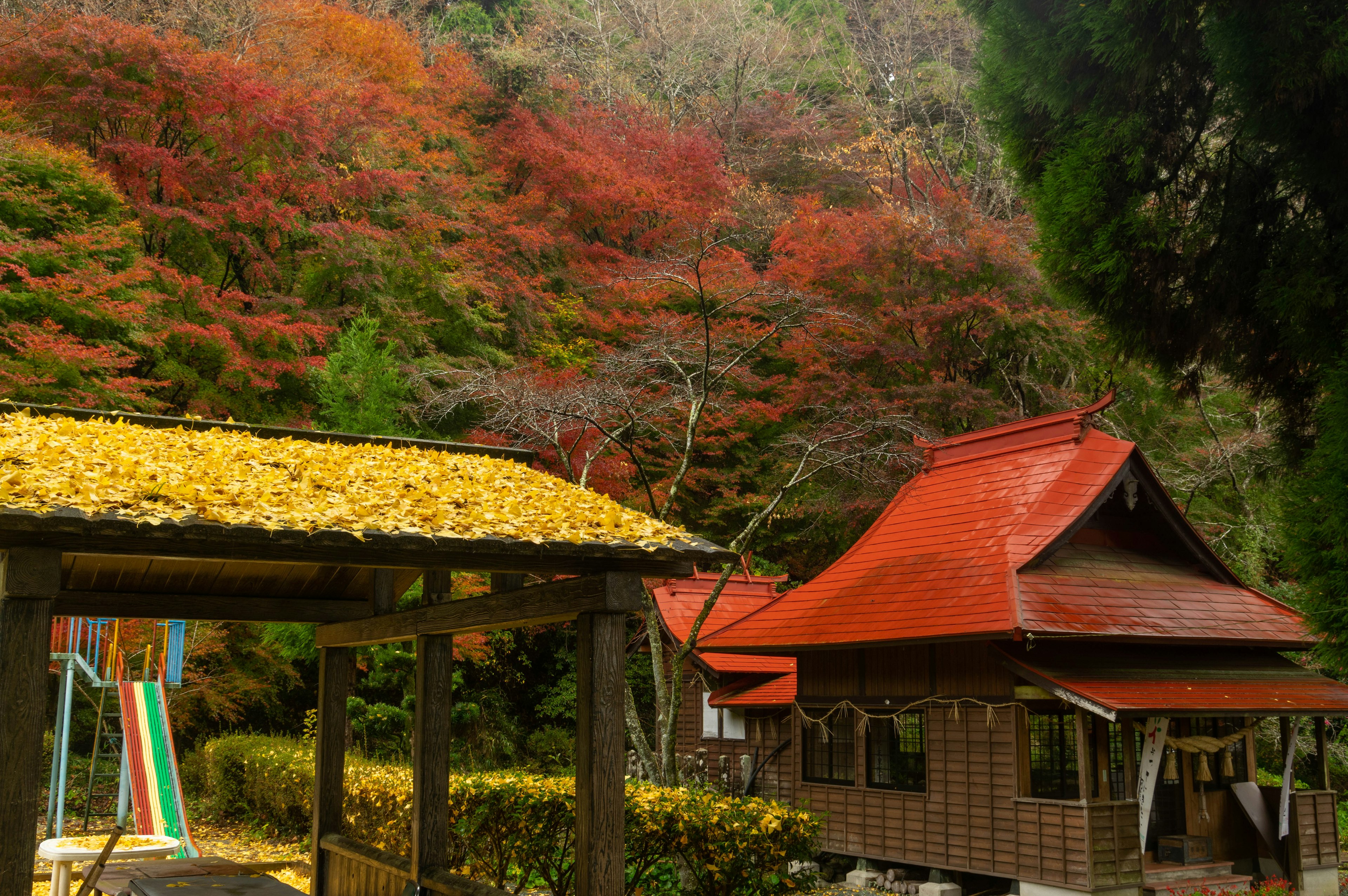 ทิวทัศน์ที่สวยงามของใบแดงสดใสพร้อมบ้านญี่ปุ่นดั้งเดิม