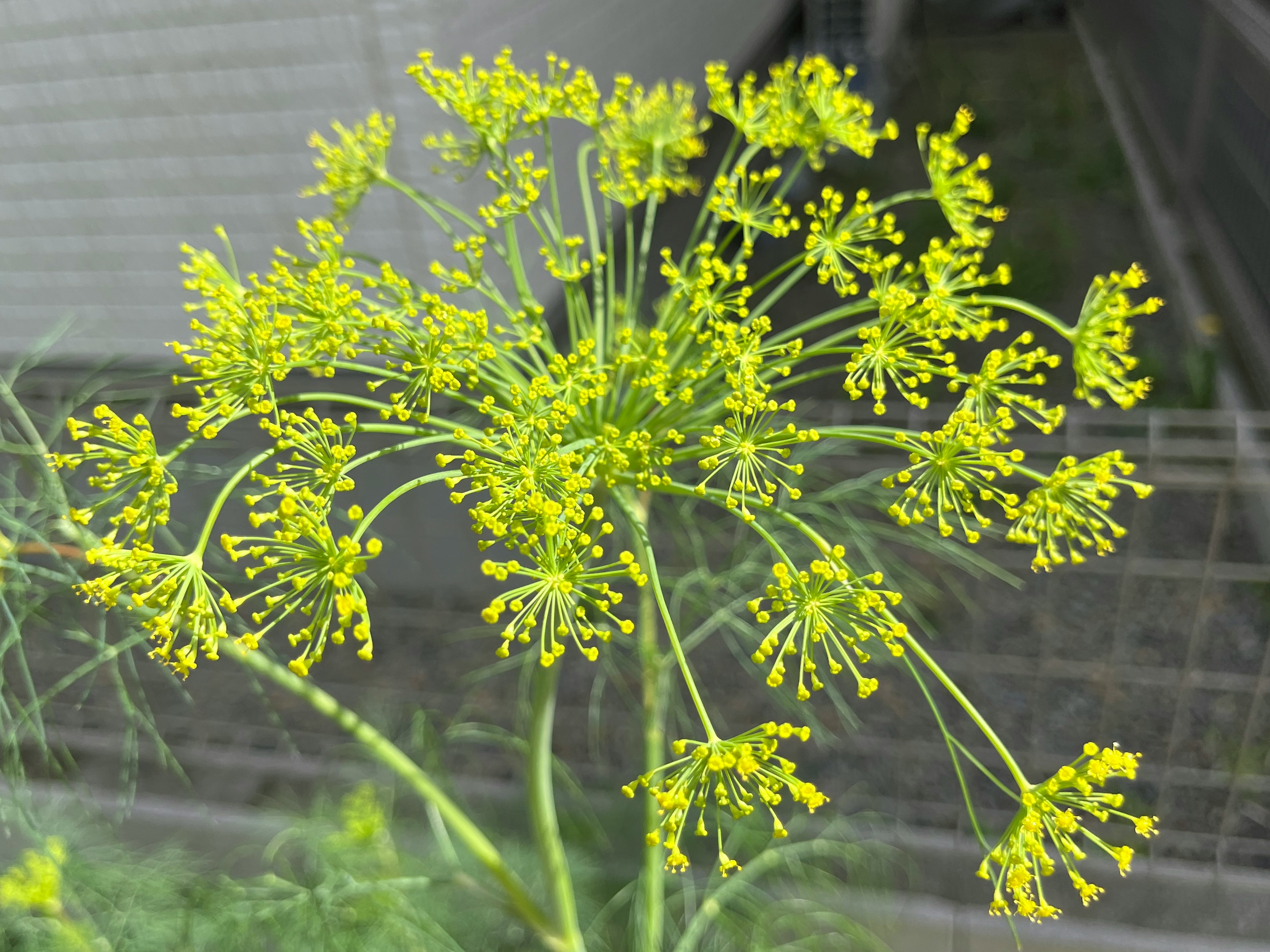 黄色い花の茎が伸びる植物のクローズアップ