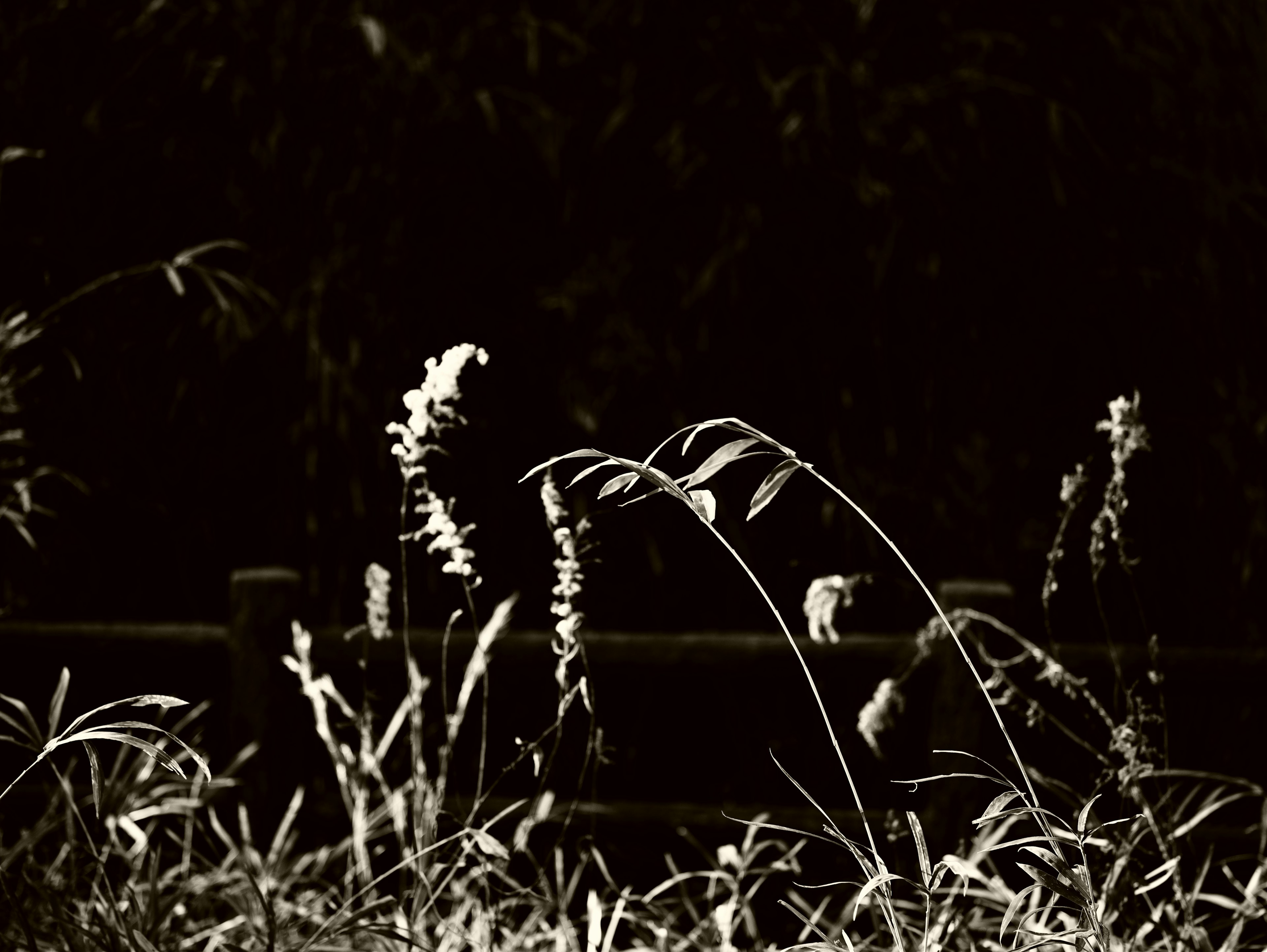 Silhouette of white grass and plants against a dark background