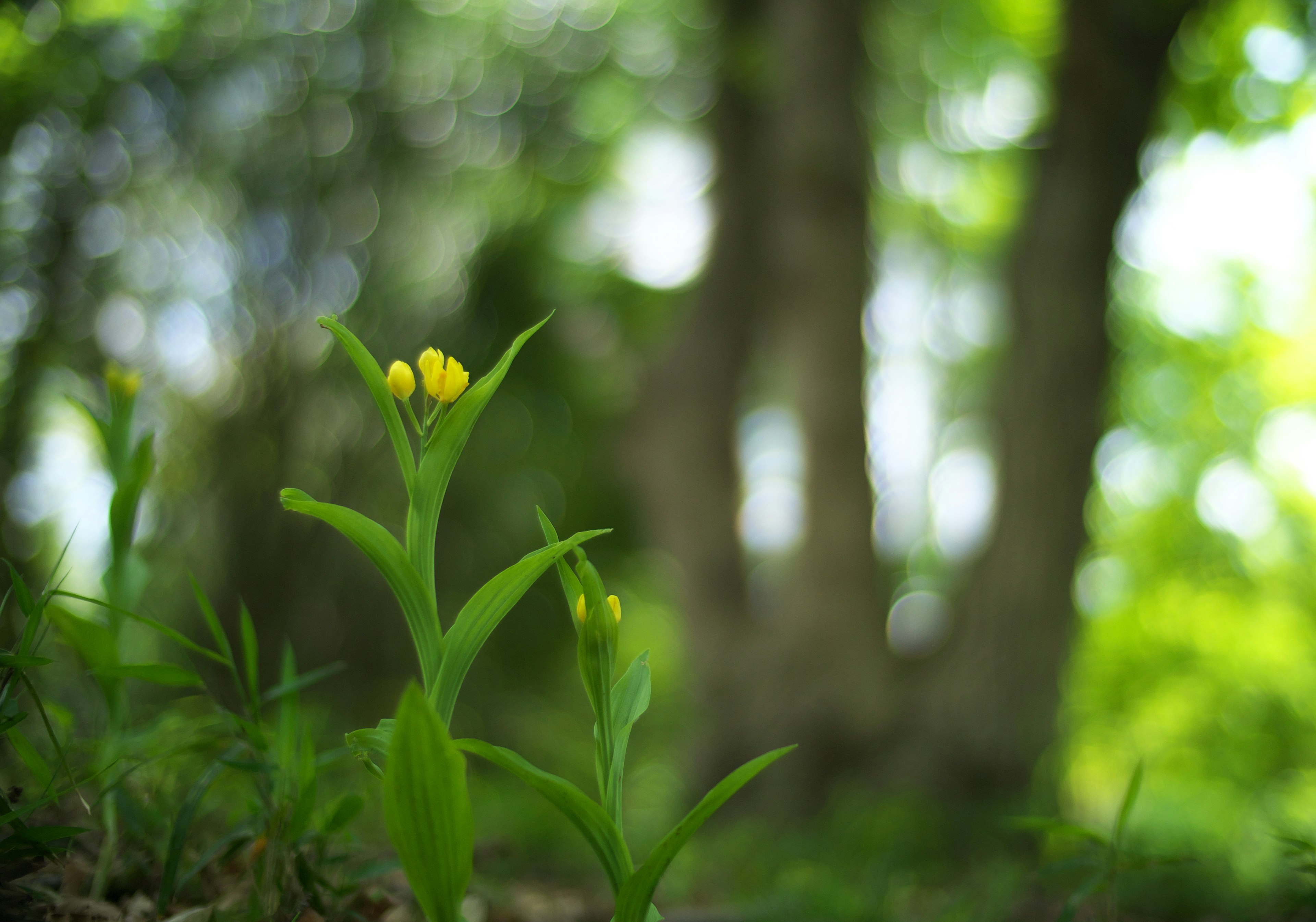 Boccioli di fiori gialli e foglie verdi in una foresta lussureggiante