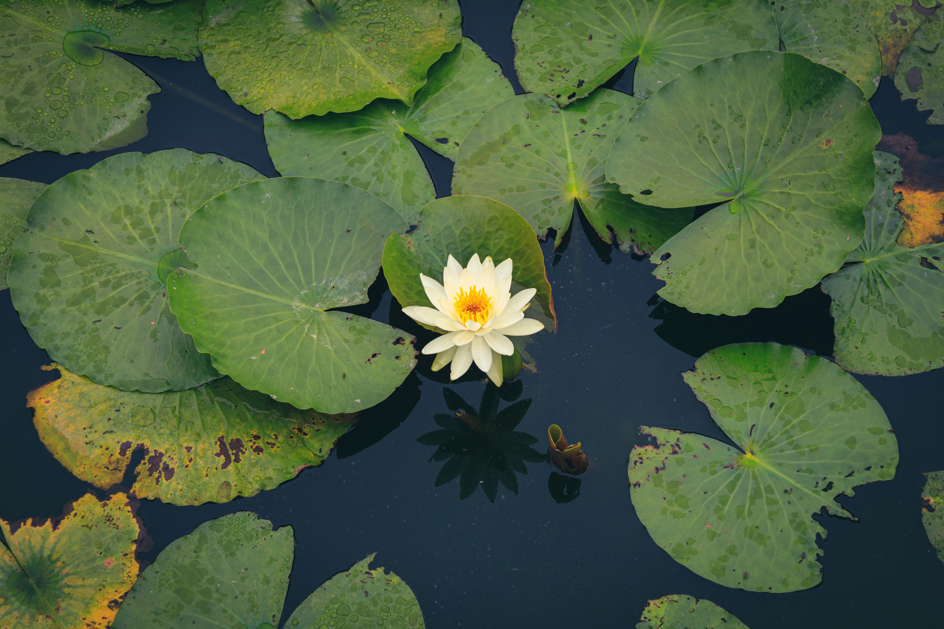 Nénuphar blanc en fleur sur un étang entouré de feuilles de nénuphar vert