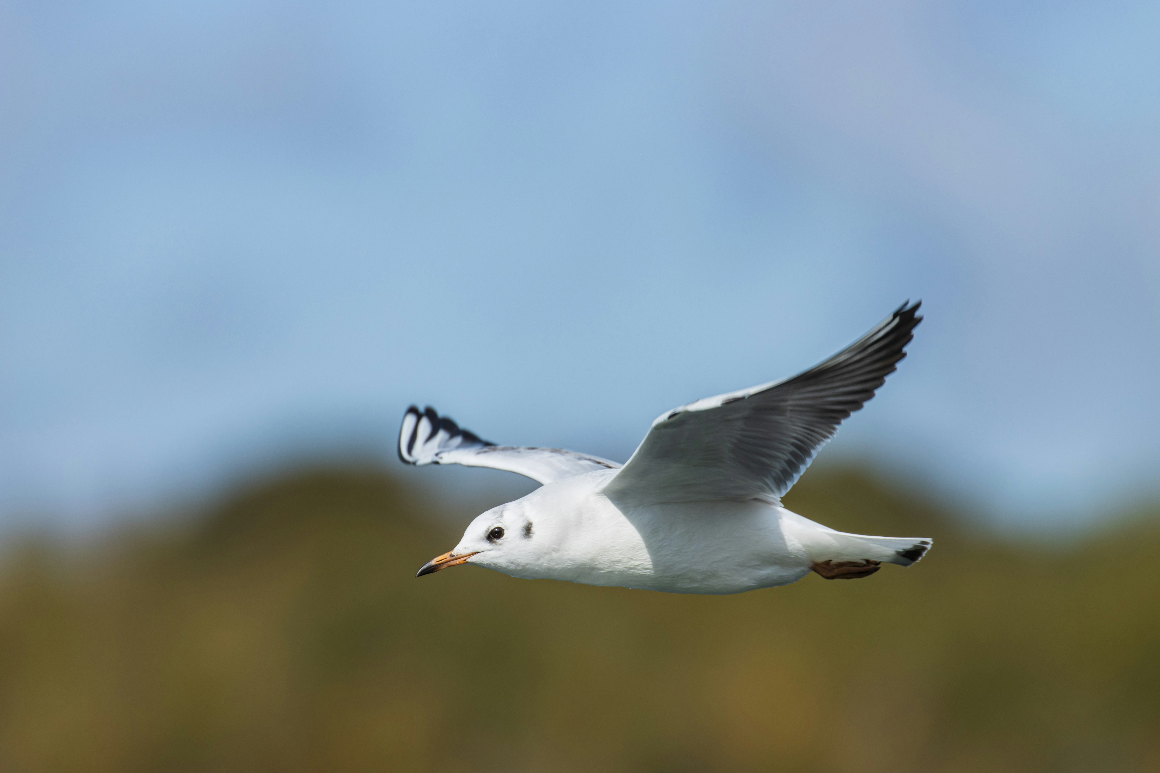 Une mouette en vol avec un arrière-plan flou vert et bleu