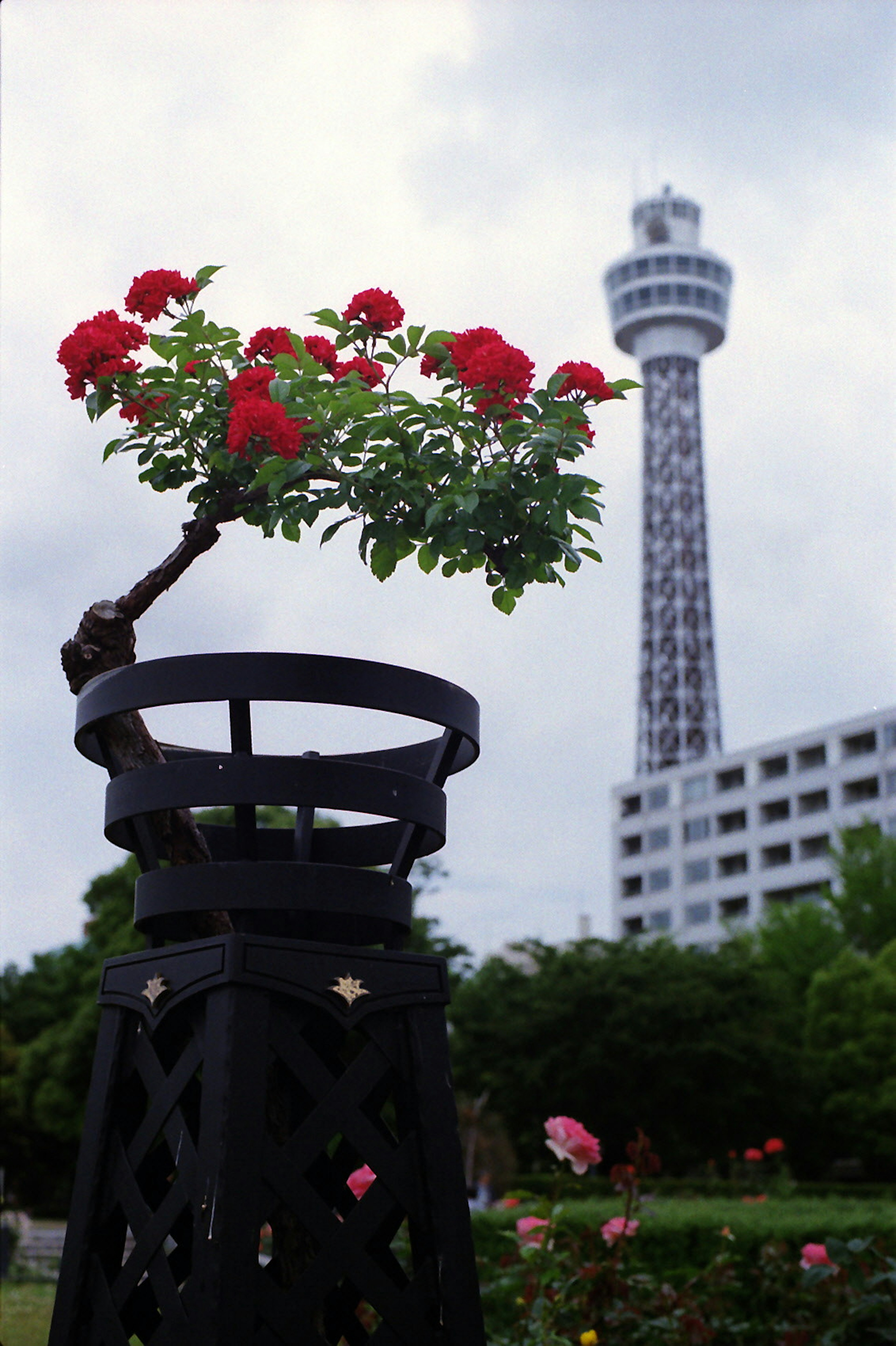 Bonsai with red flowers in foreground and tower in background