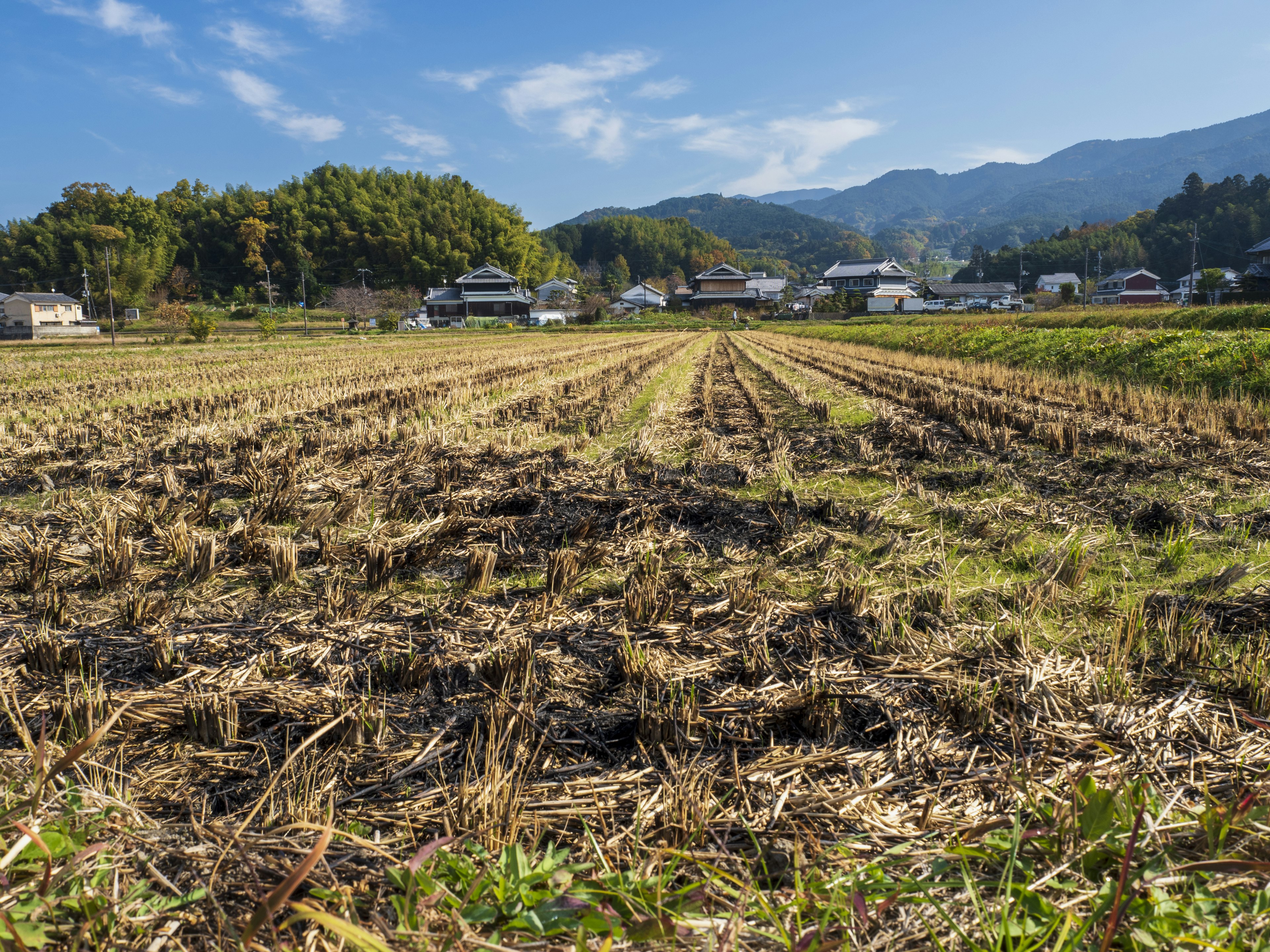 Expansive rice field landscape under a blue sky and mountains