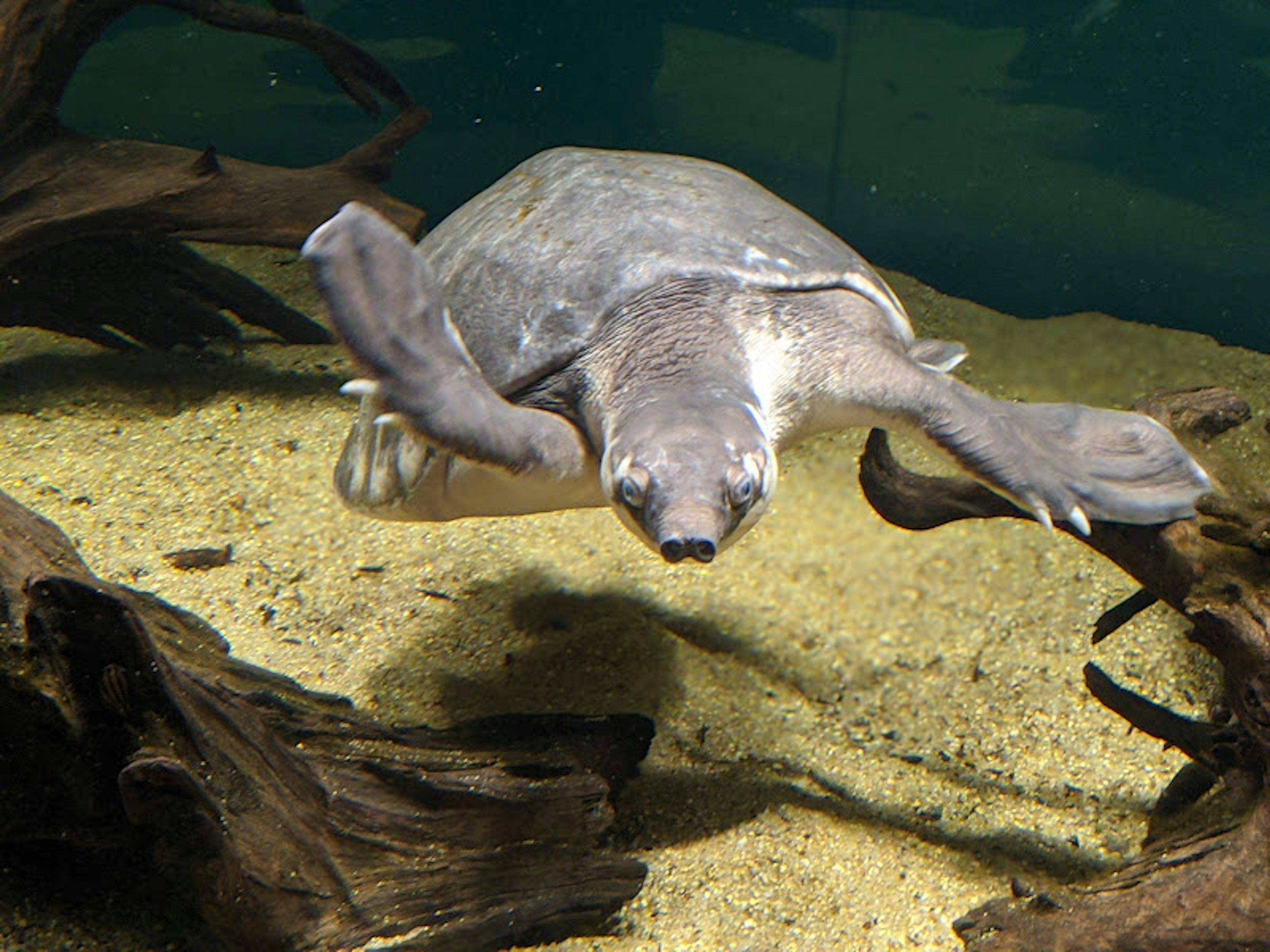 A turtle swimming underwater with driftwood in the background