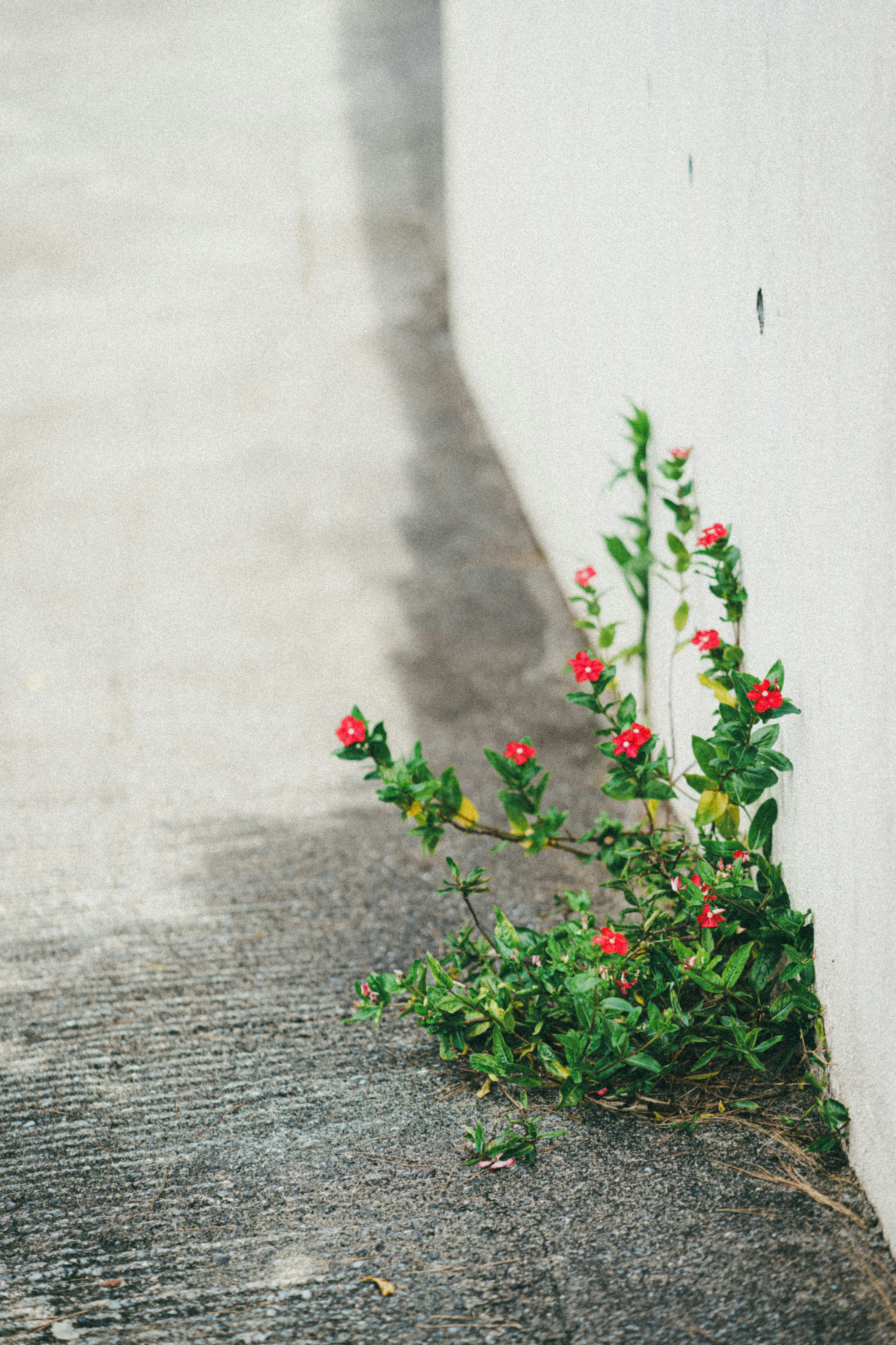 A plant with red flowers growing from a crack in the concrete