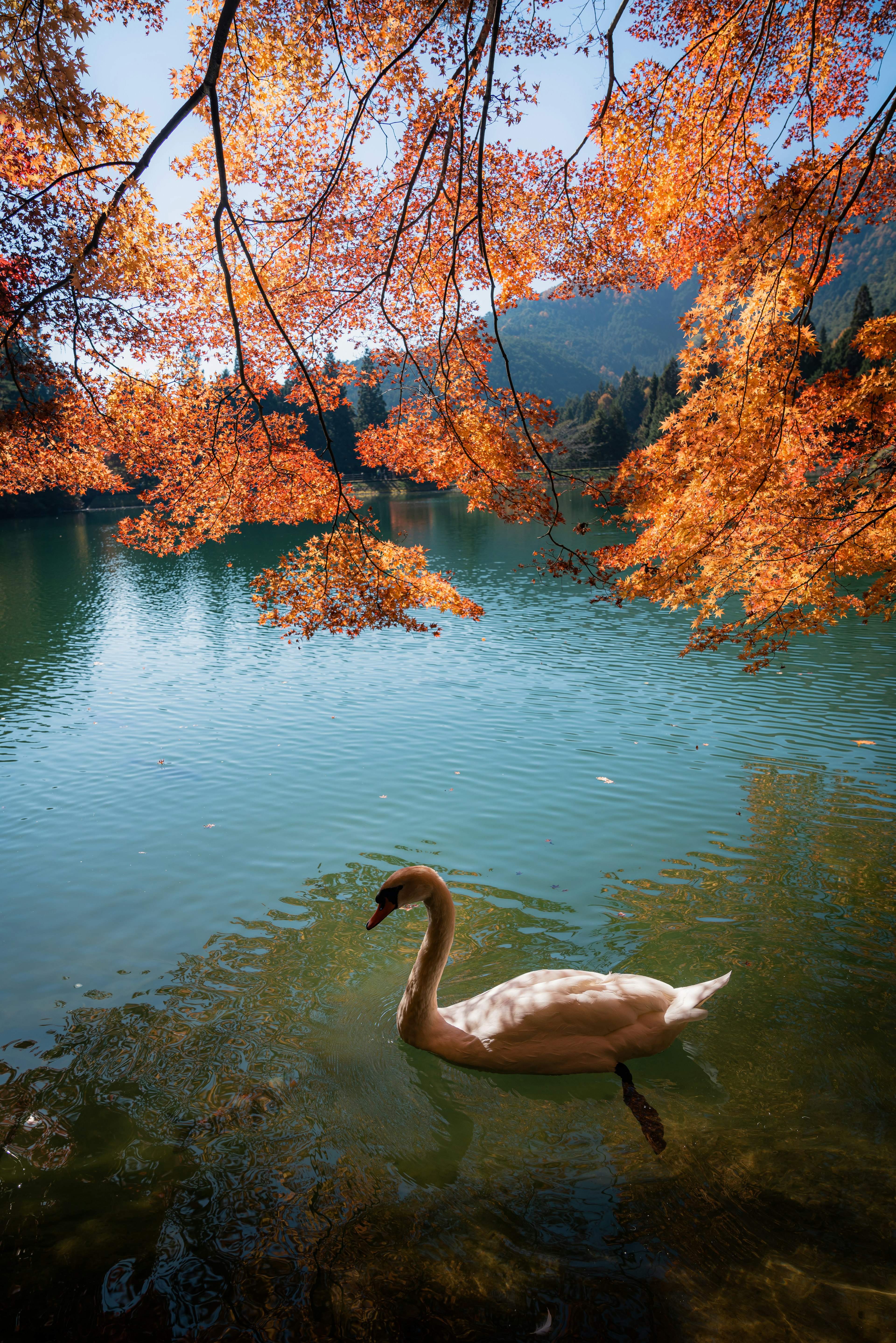 湖の中にいる白鳥と周囲のオレンジ色の秋の葉