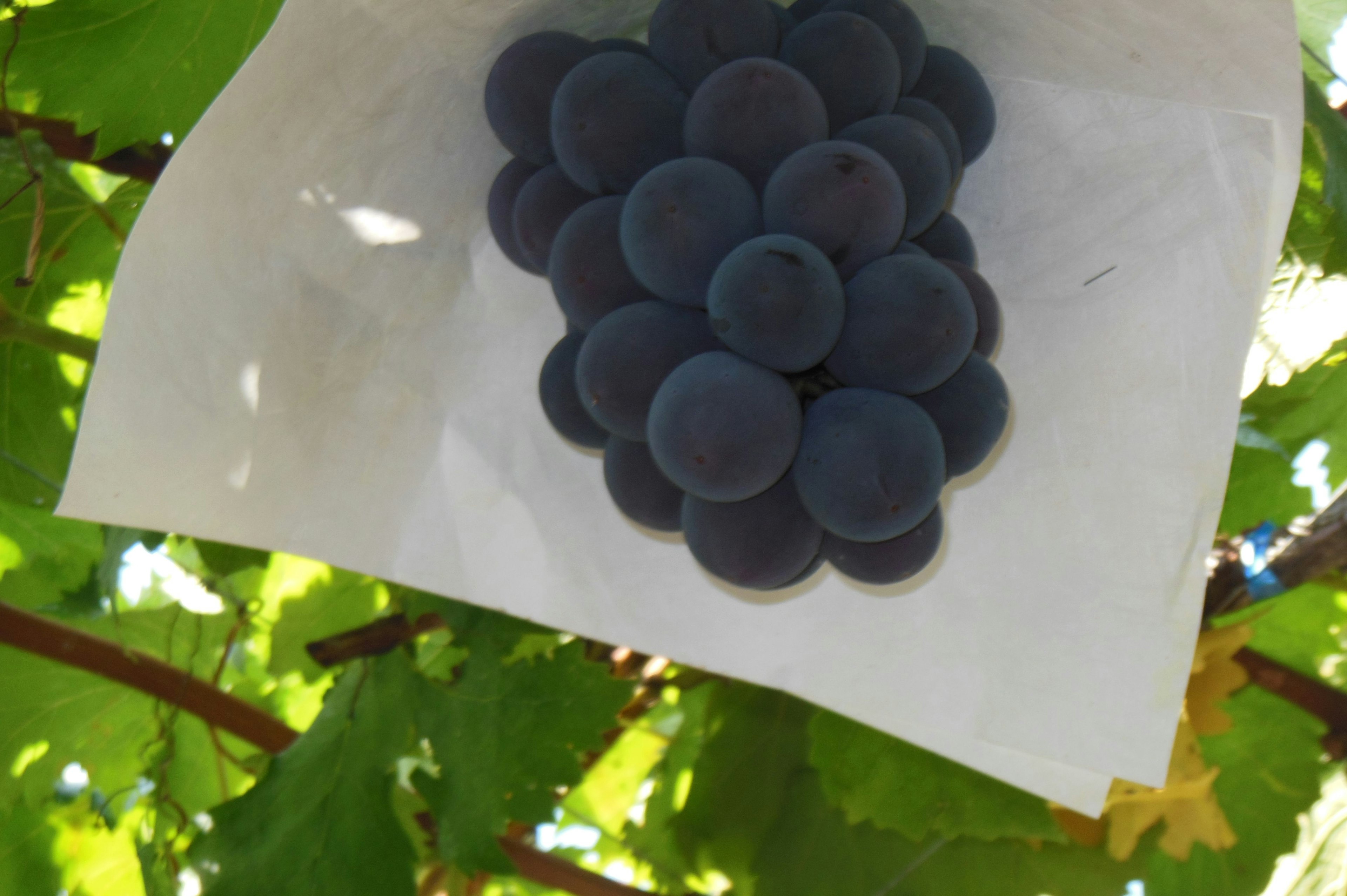 un groupe de raisins noirs recouvert de papier blanc