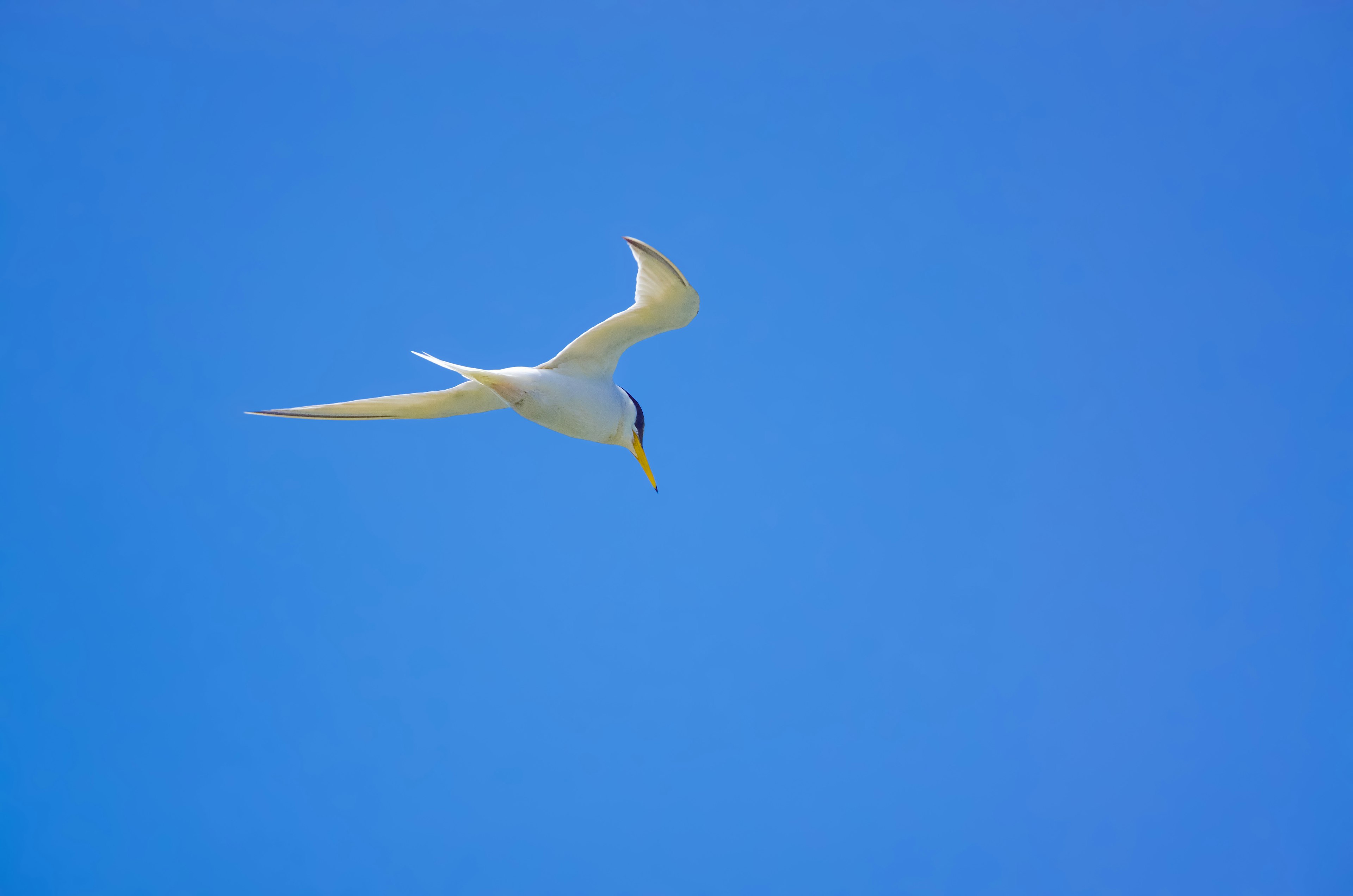 Ein weißer Vogel fliegt vor einem blauen Himmel