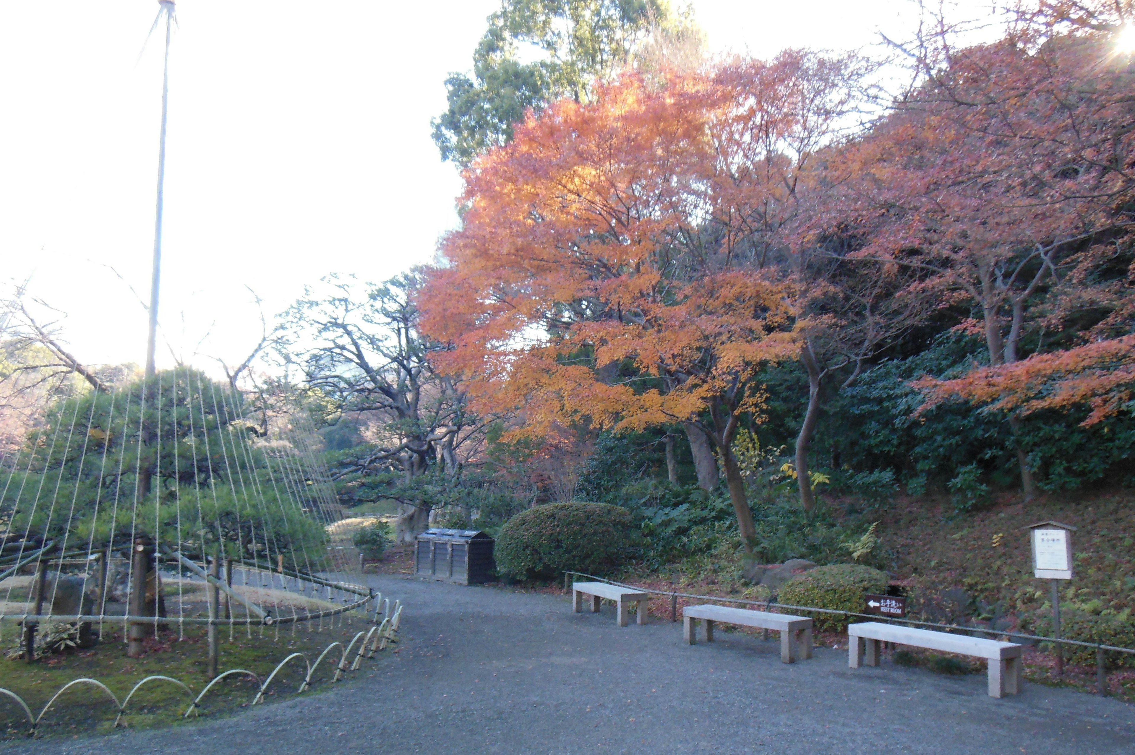 秋色樹木環繞的寧靜公園小徑