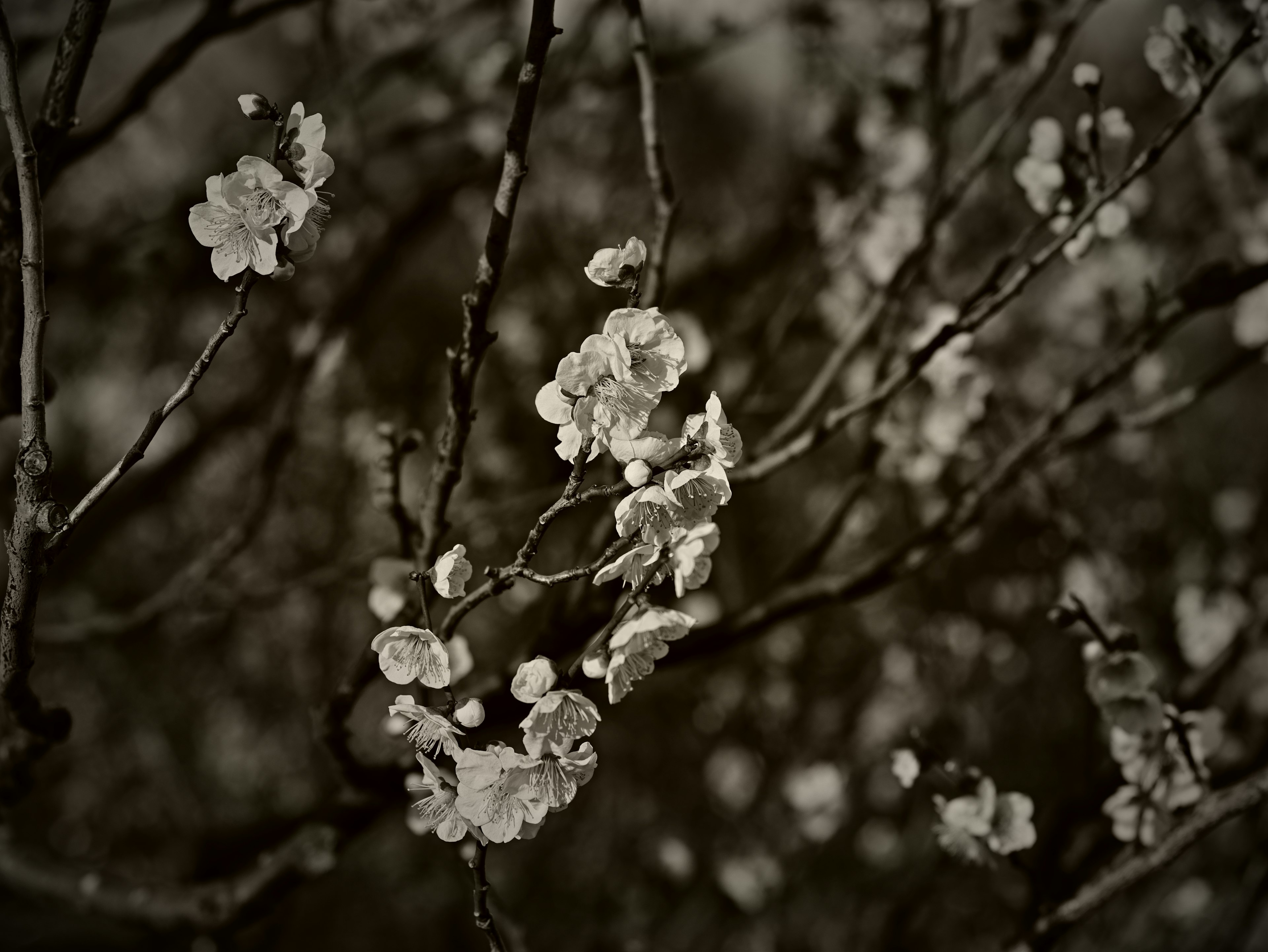 Close-up of delicate white flowers on slender branches