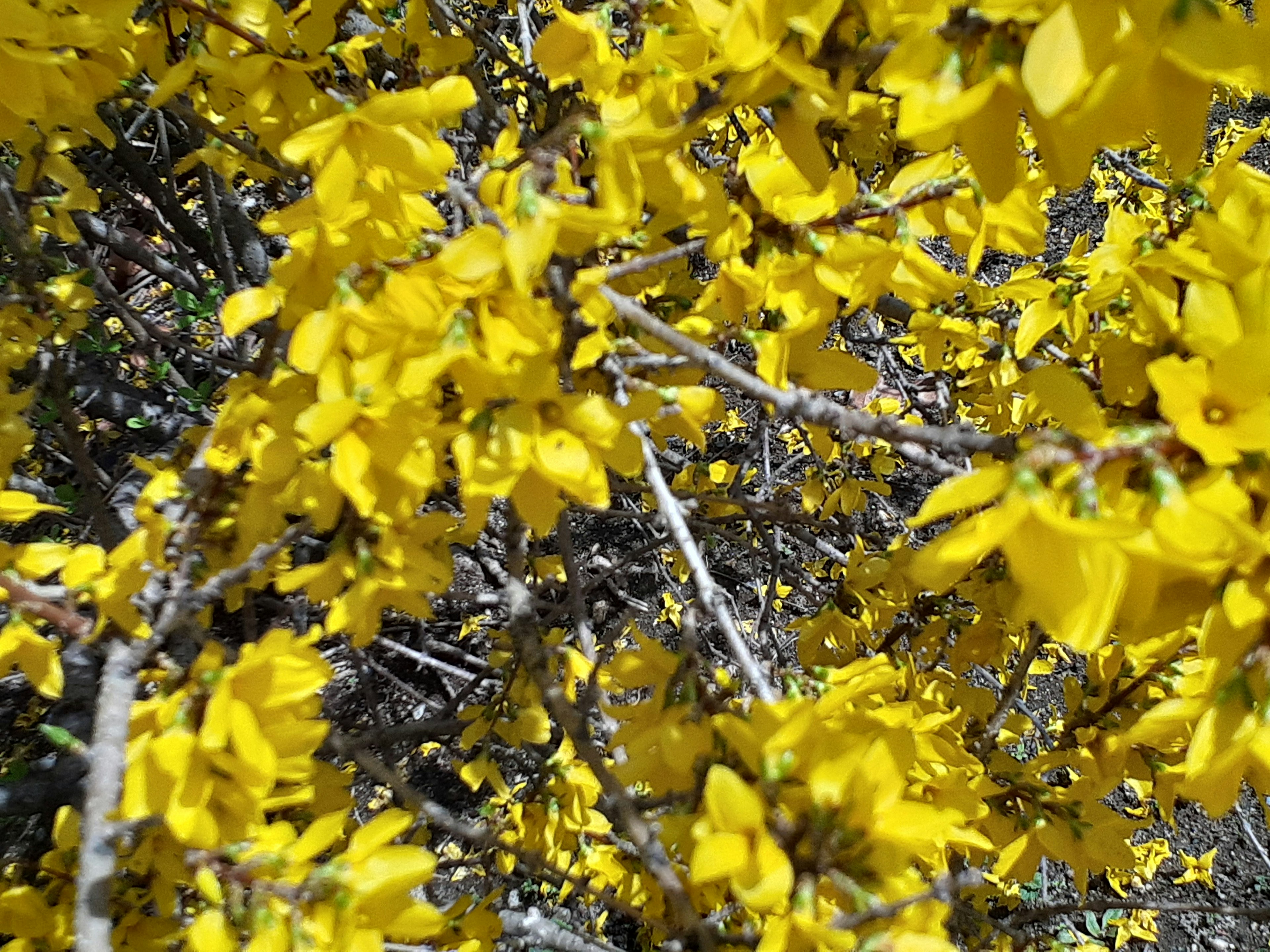 鮮やかな黄色の花が咲く枝のクローズアップ