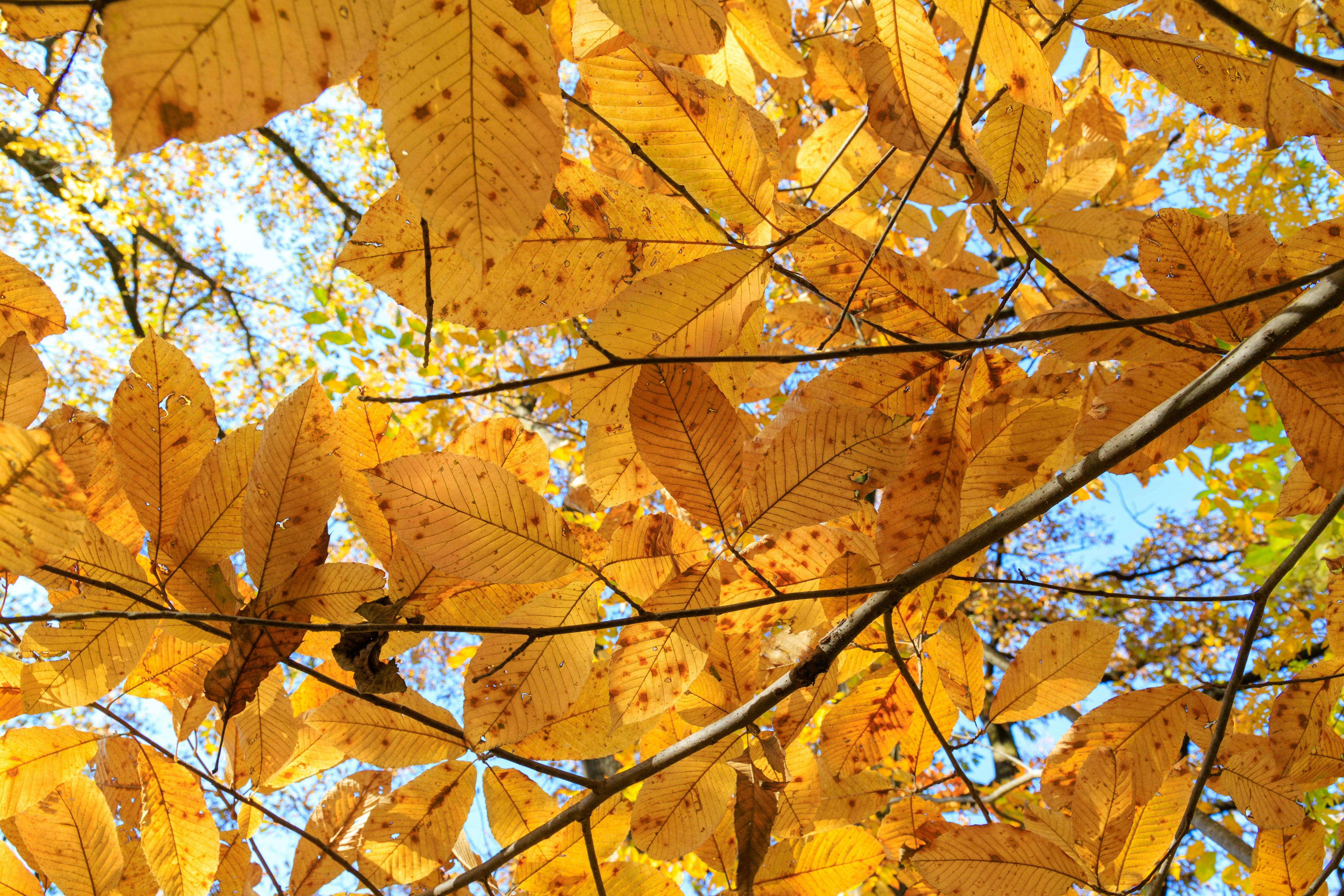 Hojas amarillas vibrantes contra un cielo azul en una escena de otoño