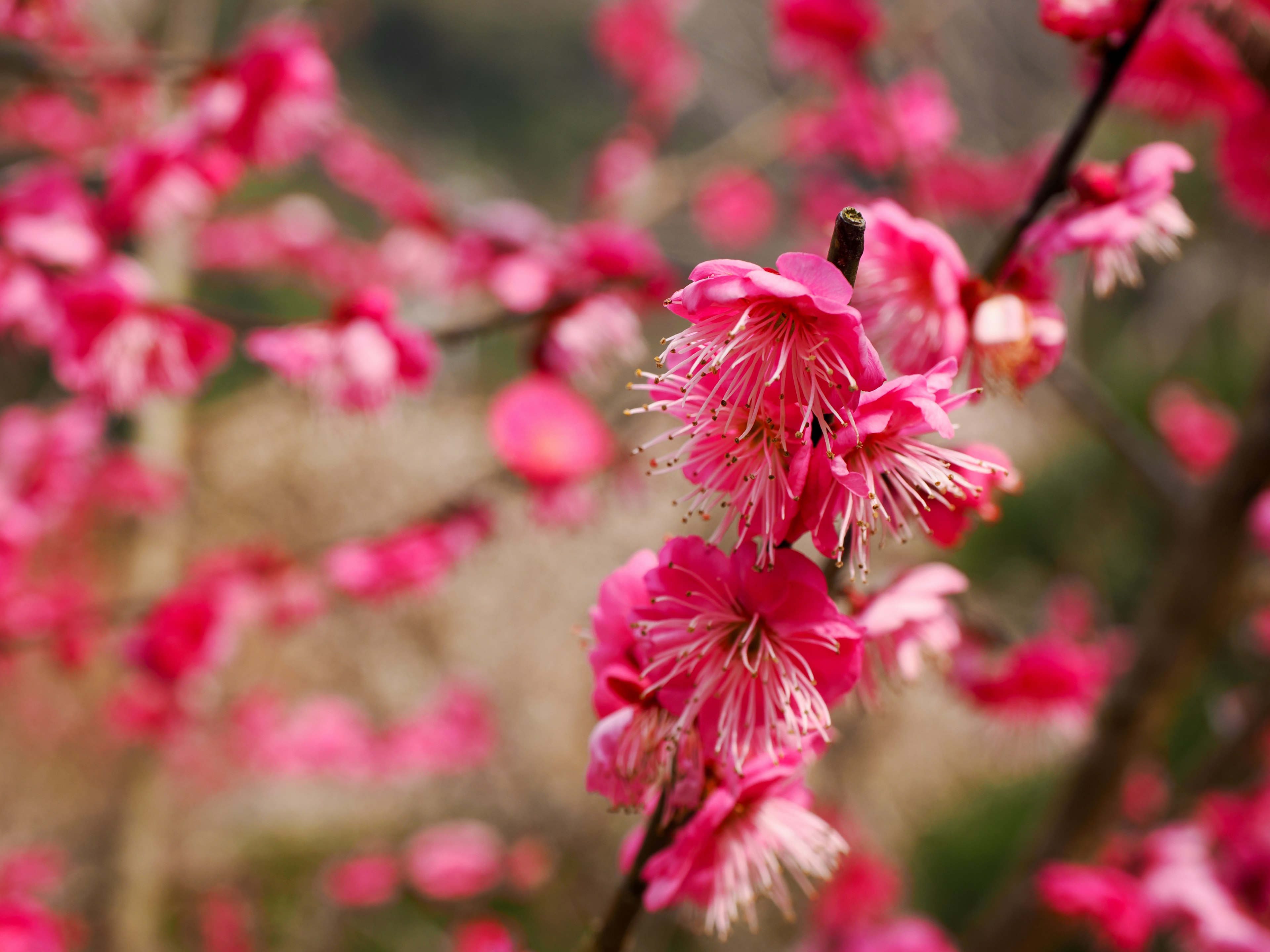 Primer plano de flores de ciruelo rosa en una rama