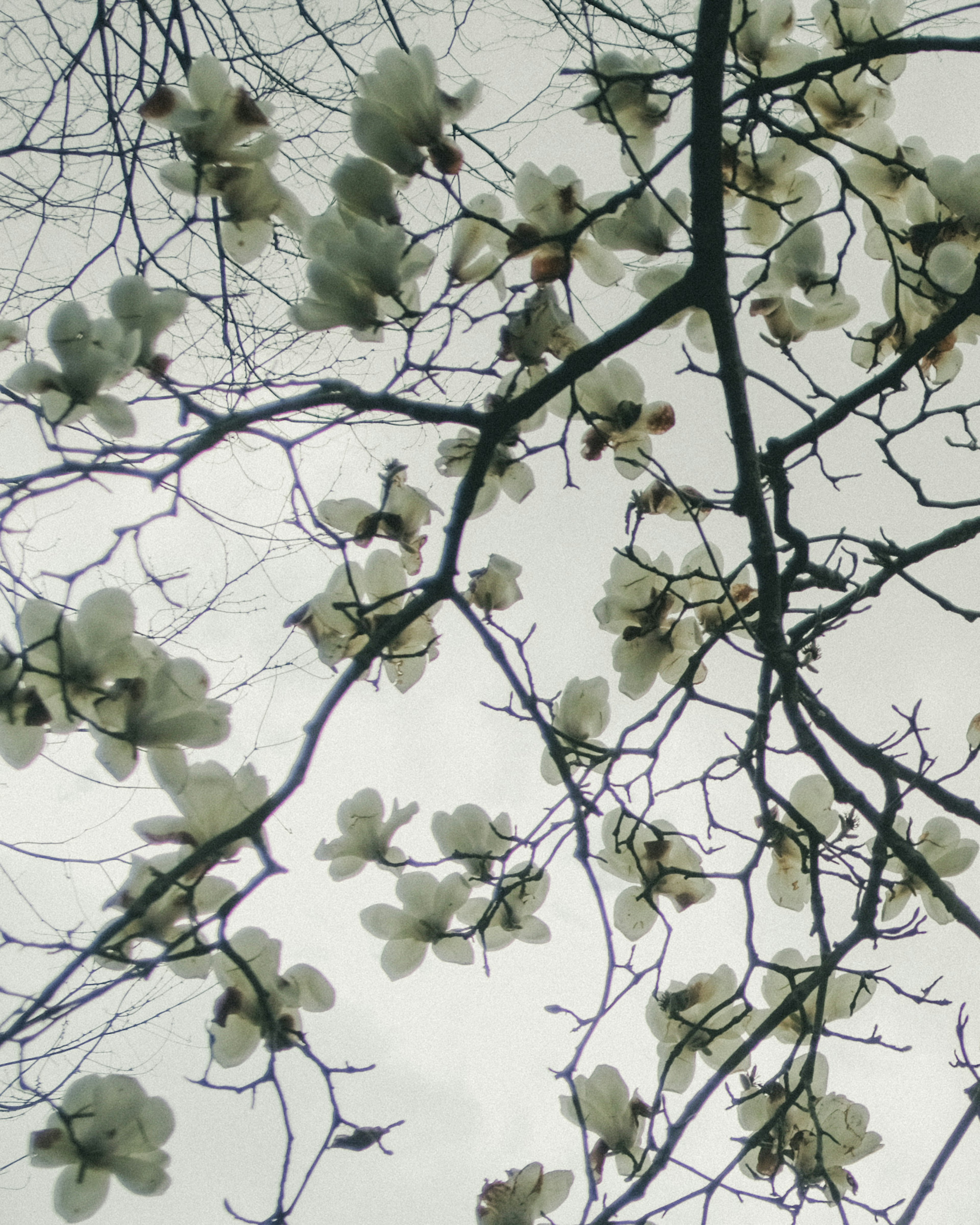 Rami di un albero con fiori bianchi contro un cielo grigio