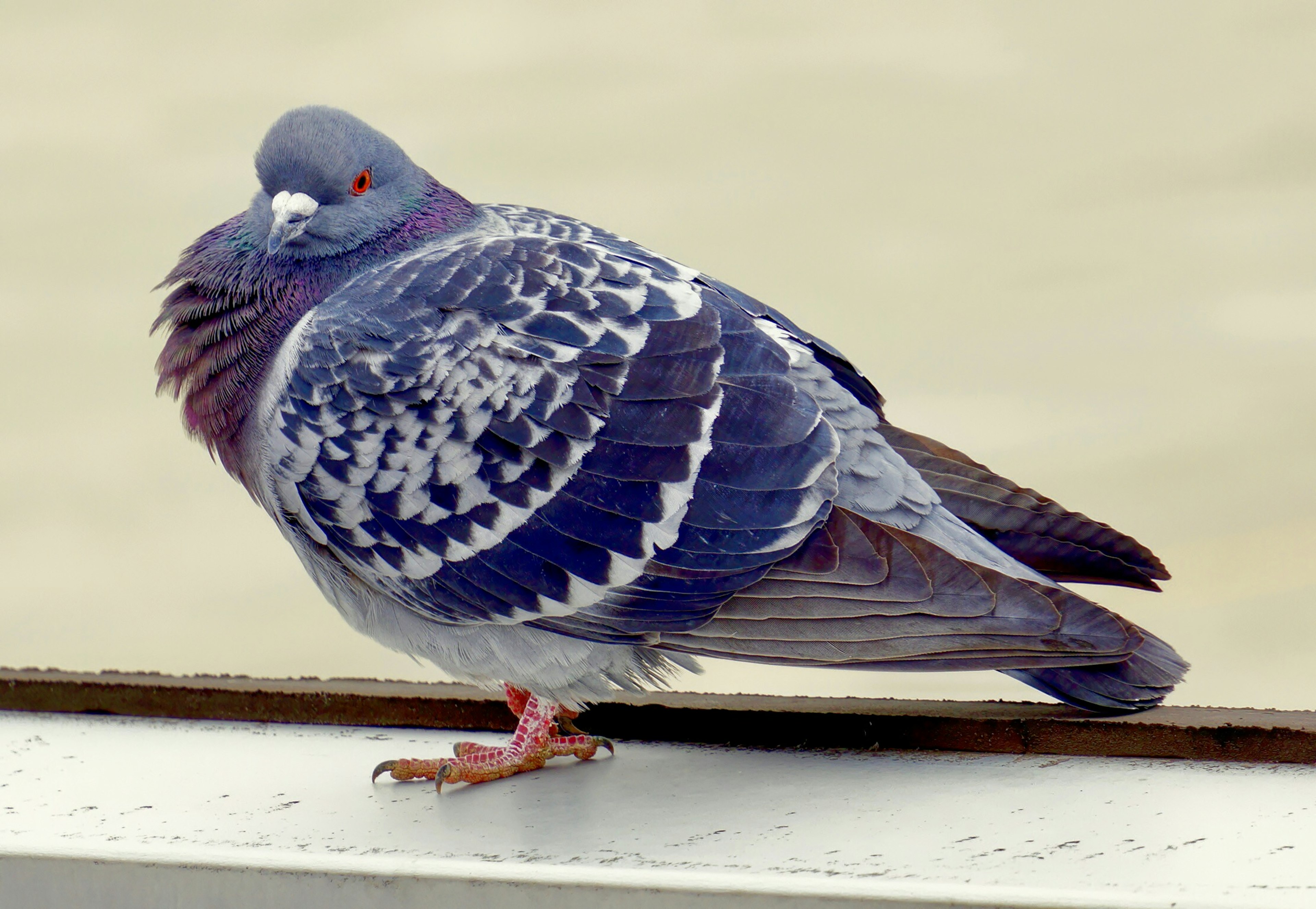 A pigeon with blue feathers sitting sideways