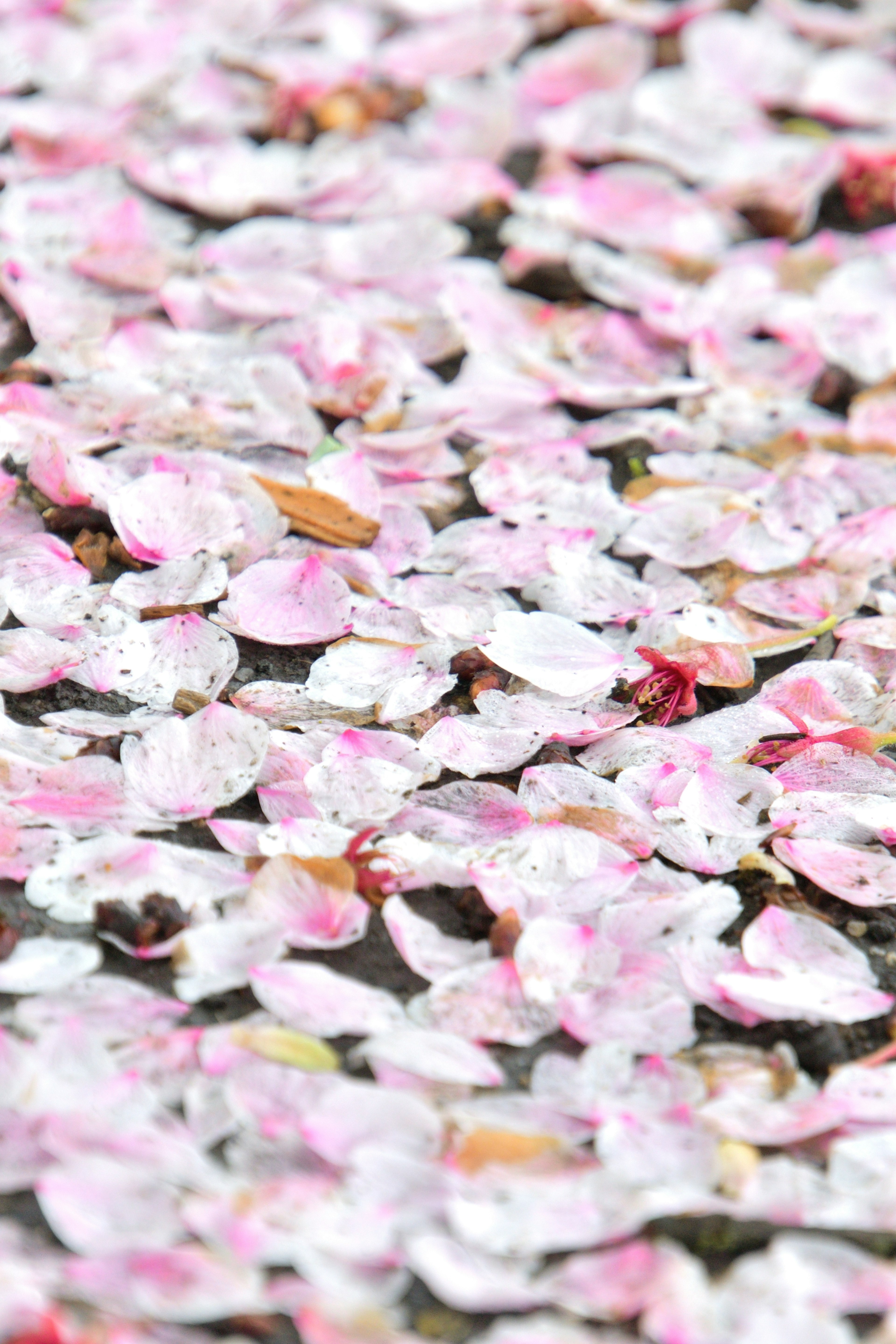 Cherry blossom petals floating on water surface