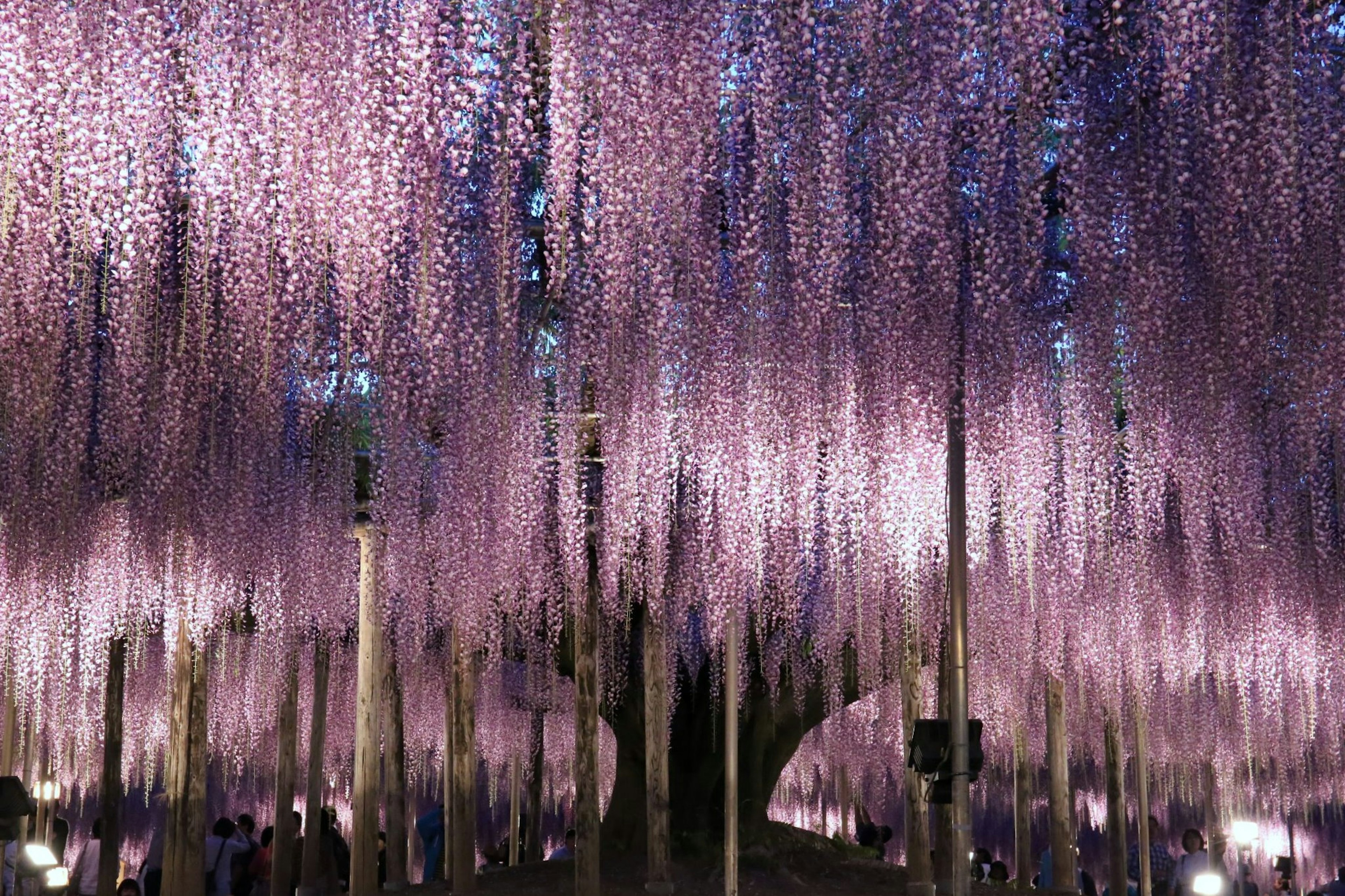 Une scène magique de fleurs de glycine violettes en cascade