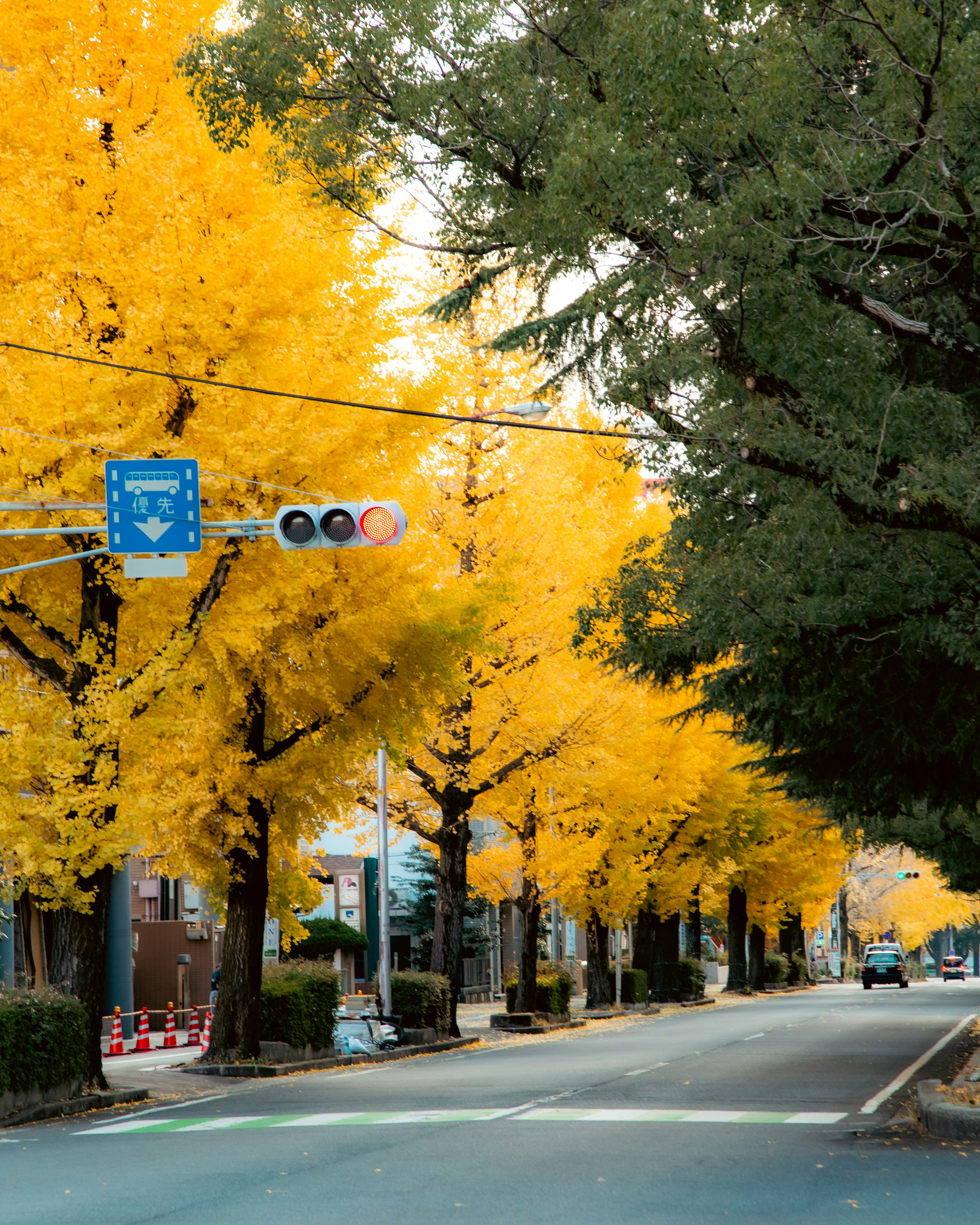 ทิวทัศน์ที่สวยงามของถนนที่มีต้นแปะก๊วยสีเหลืองสดใสเรียงราย