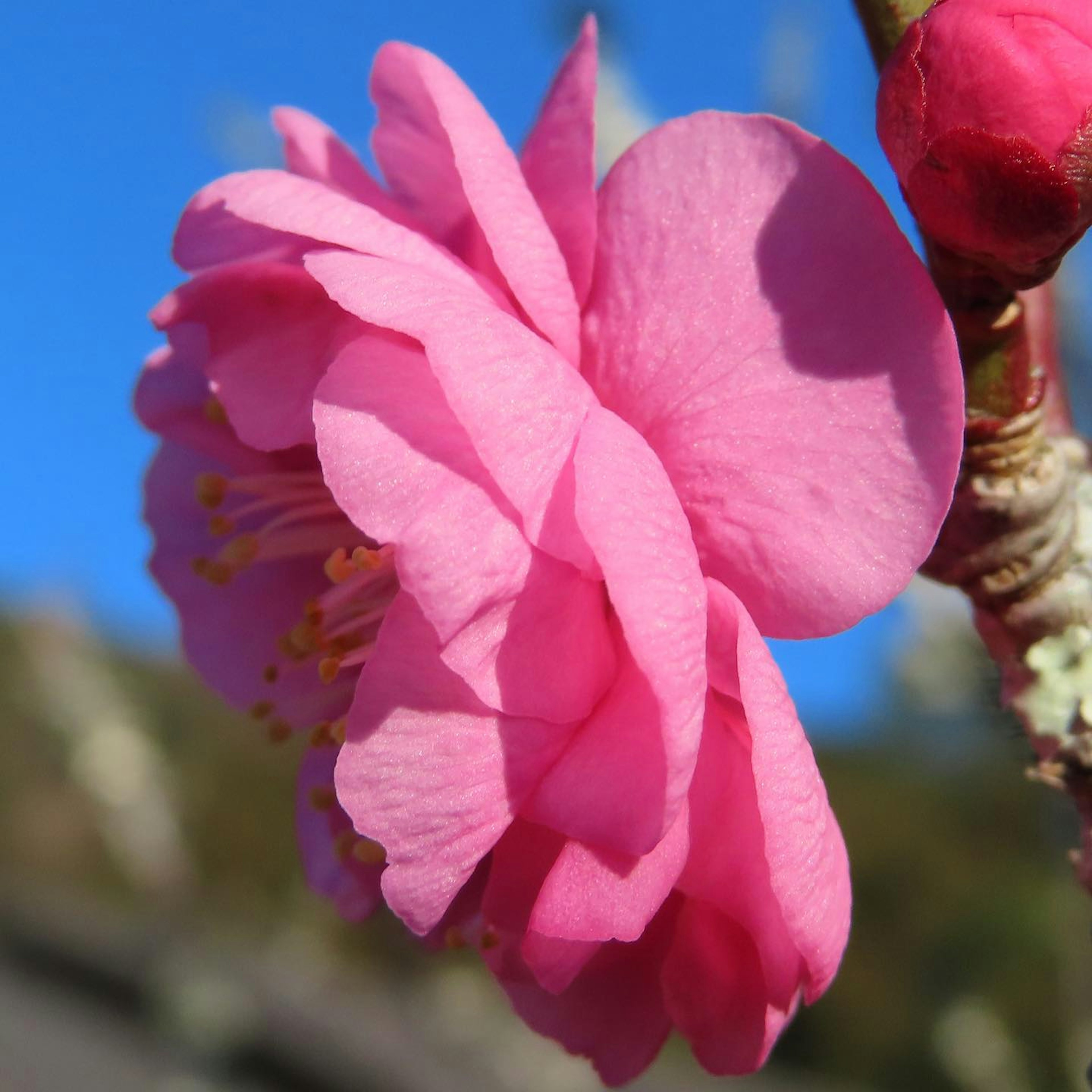 鮮やかなピンク色の花びらを持つカメリアの花