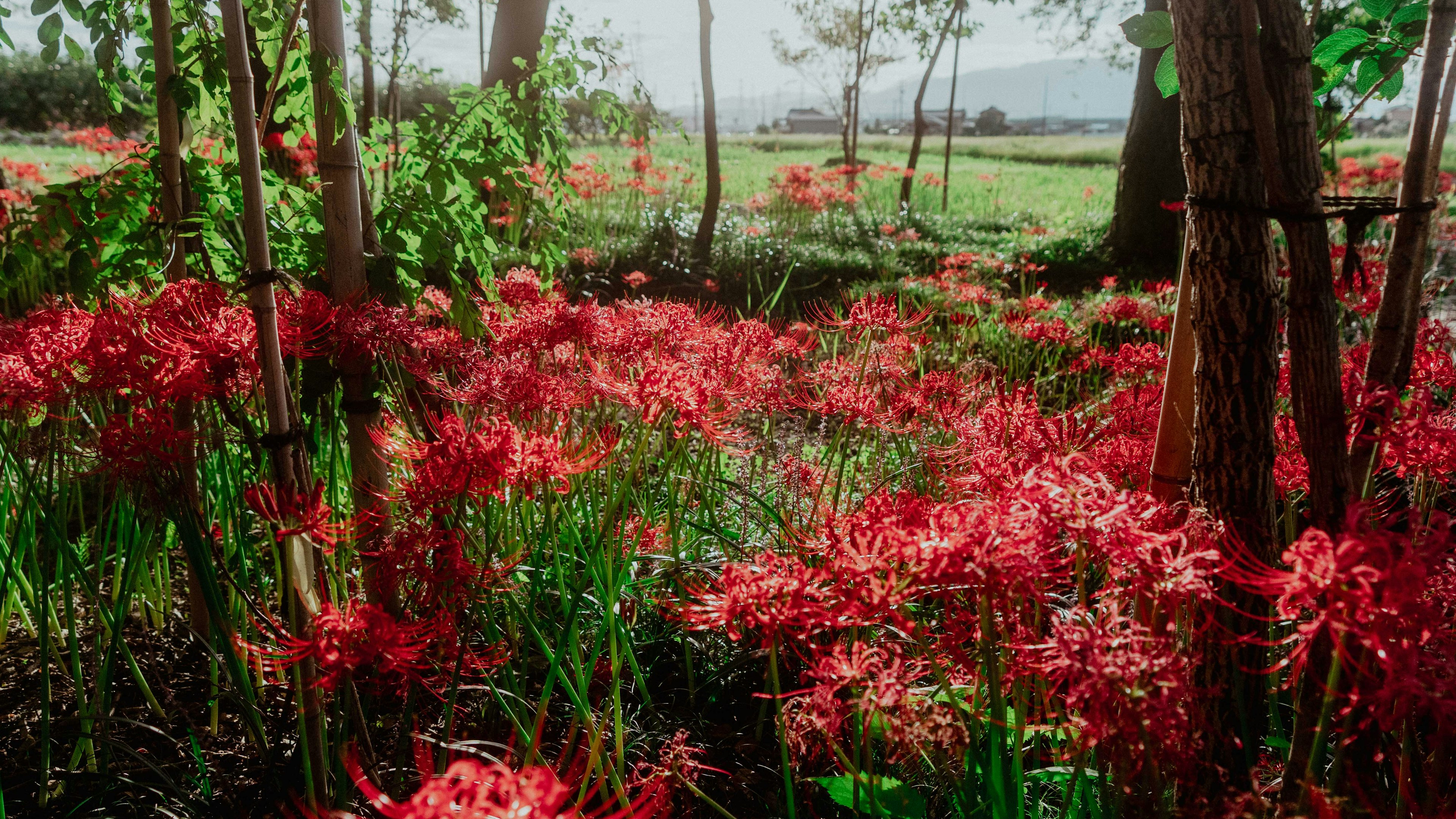 Ladang bunga merah cerah dikelilingi oleh pepohonan dan rumput hijau