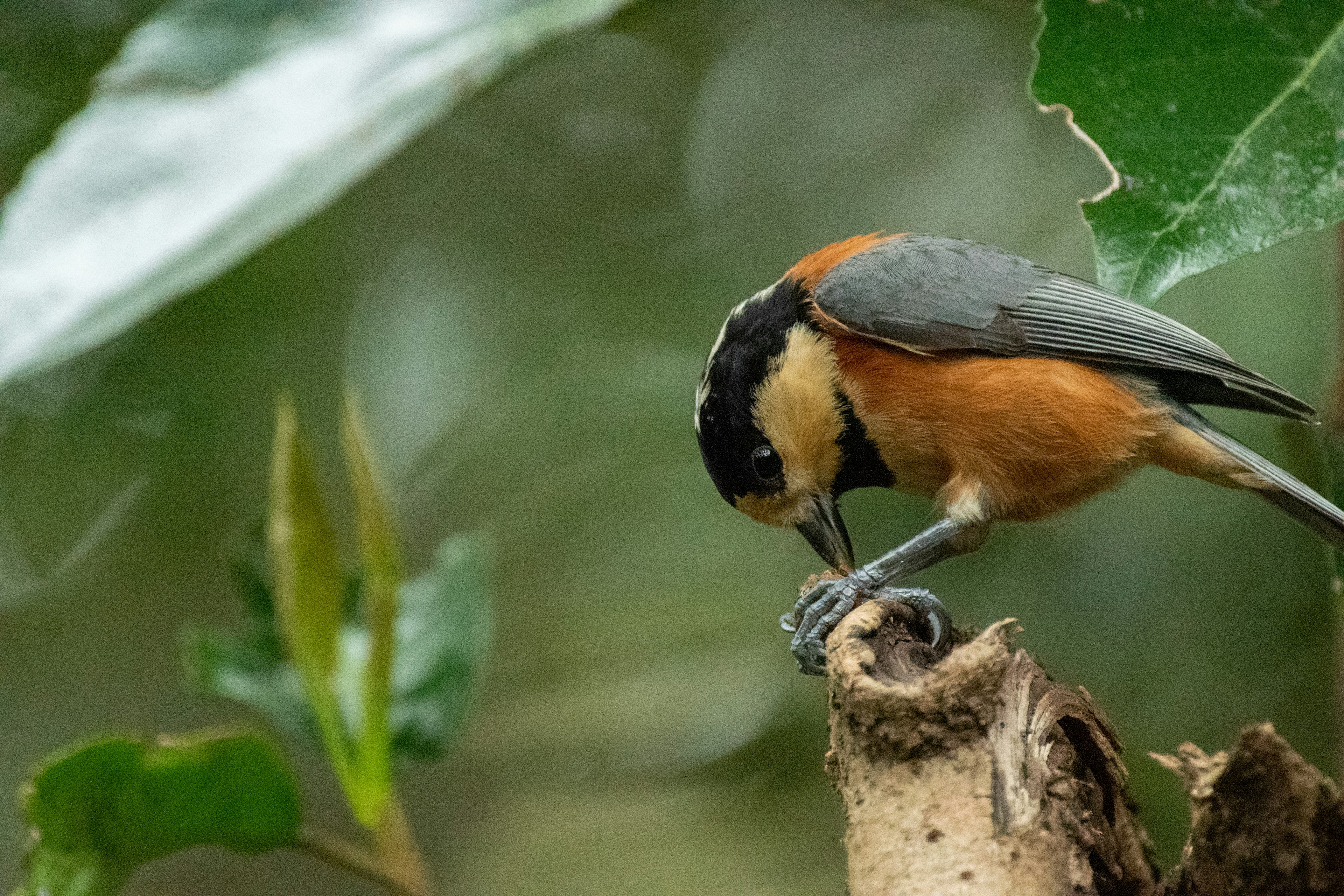 Burung kecil dengan dada oranye sedang makan di cabang