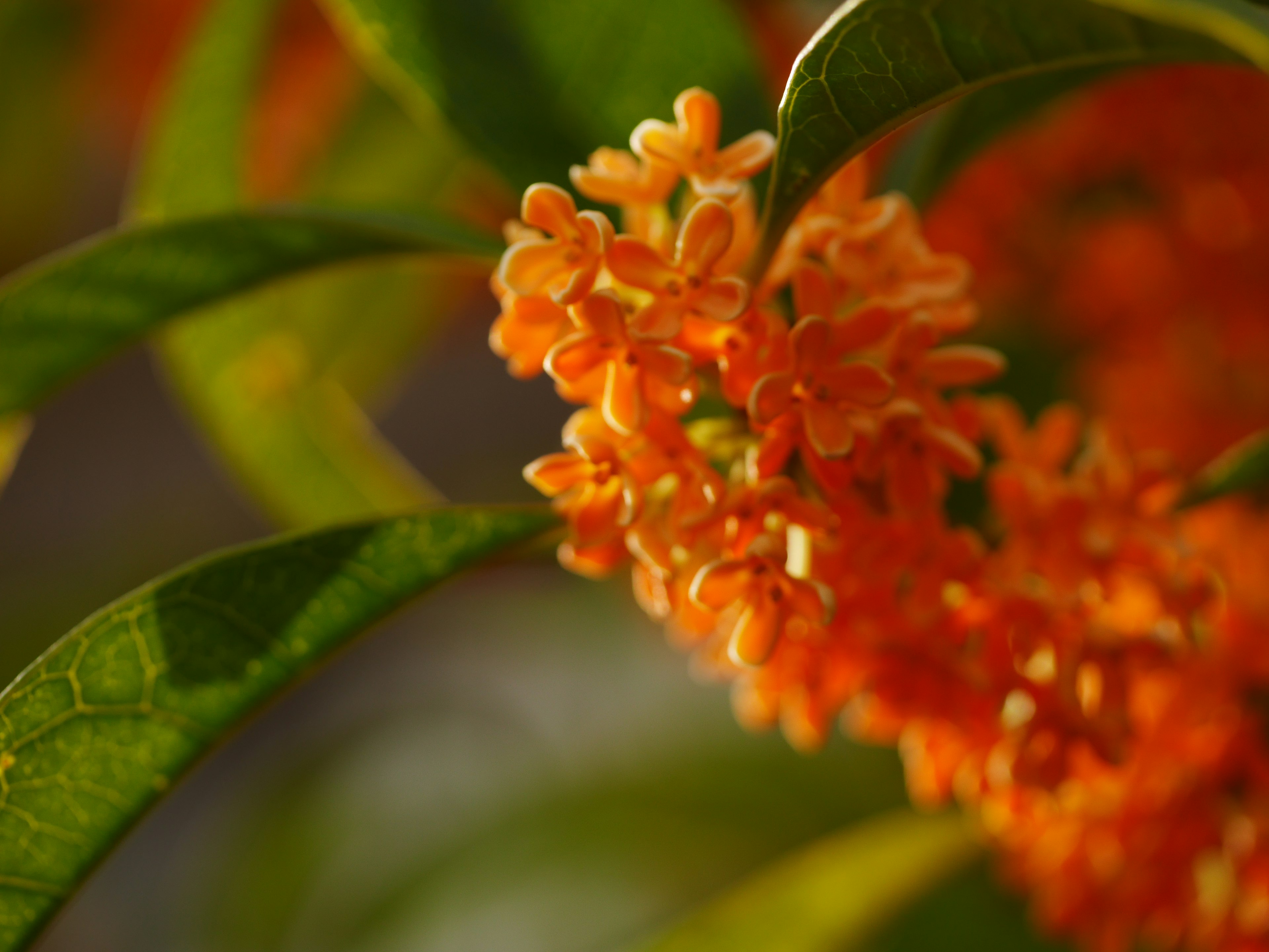 Nahaufnahme einer Pflanze mit Gruppen kleiner oranger Blumen