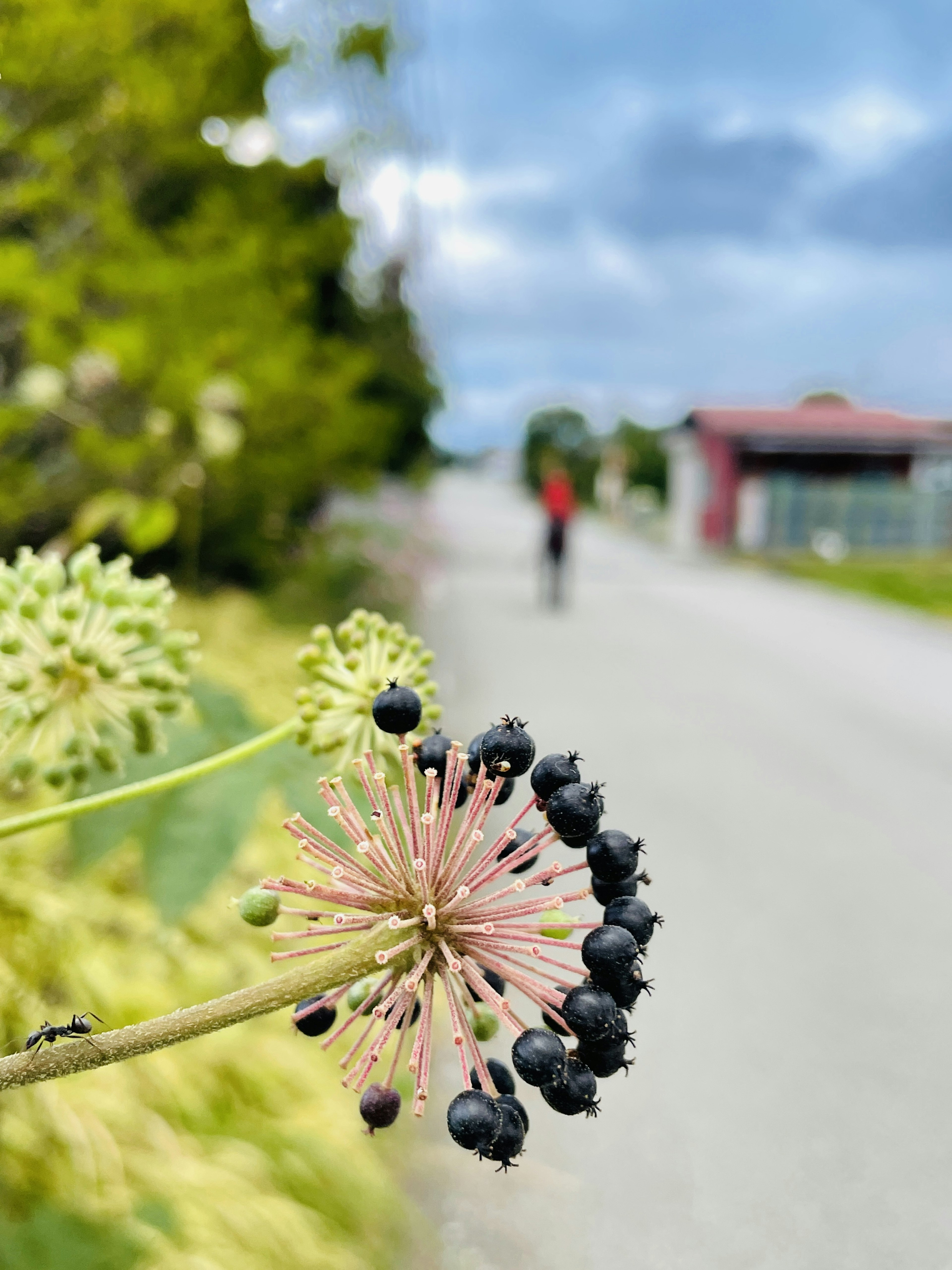 Gros plan sur une plante avec des baies noires et une route en arrière-plan