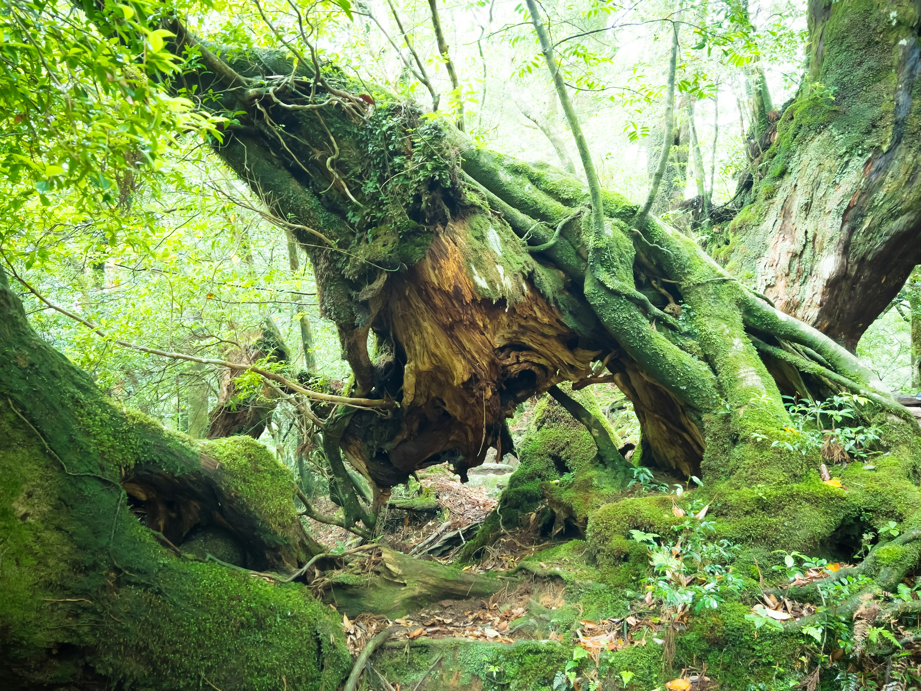 Un paysage avec un arbre tombé recouvert de mousse et une végétation luxuriante