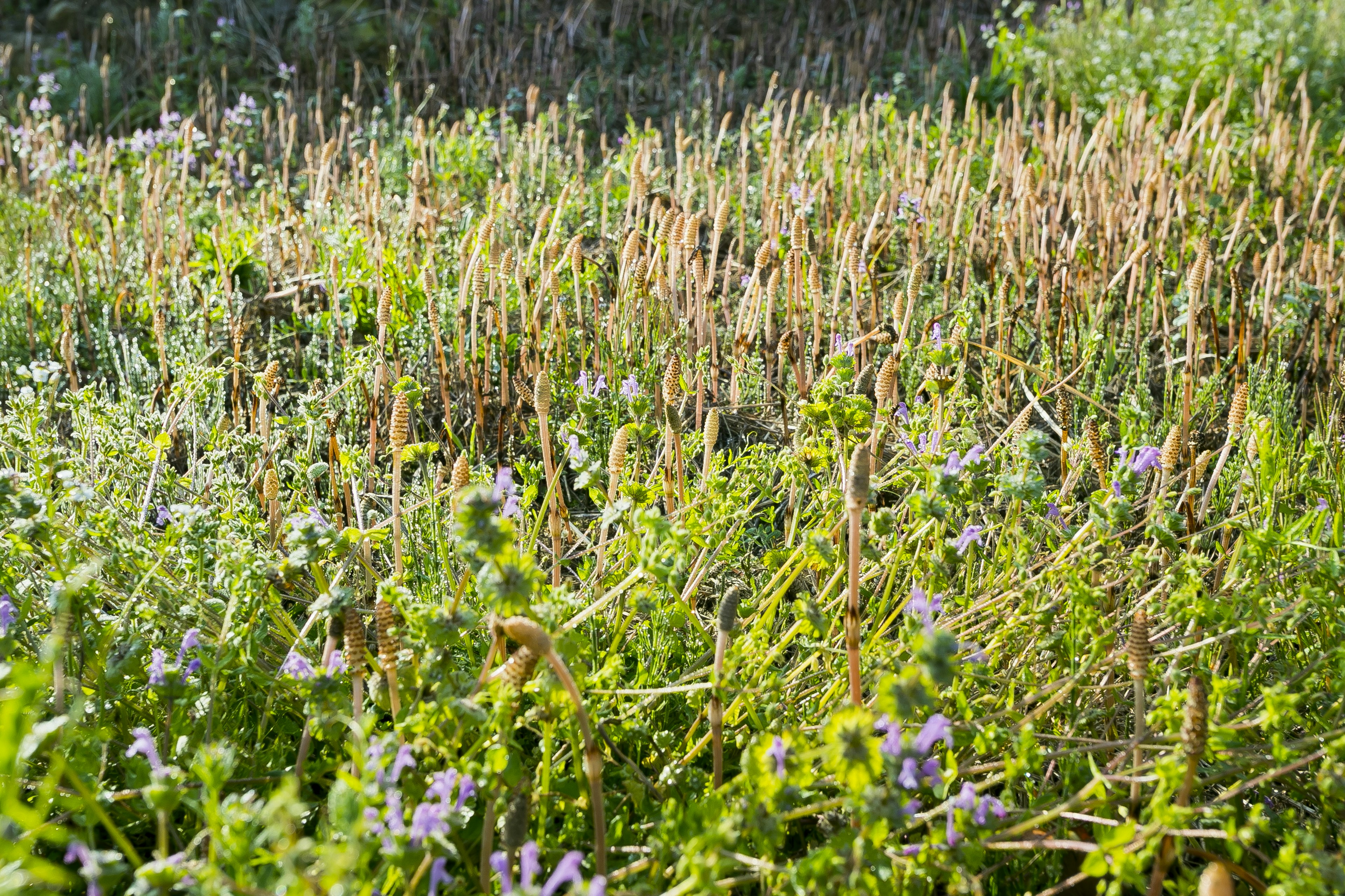 Landschaft mit grünem Gras und Weizenfeld