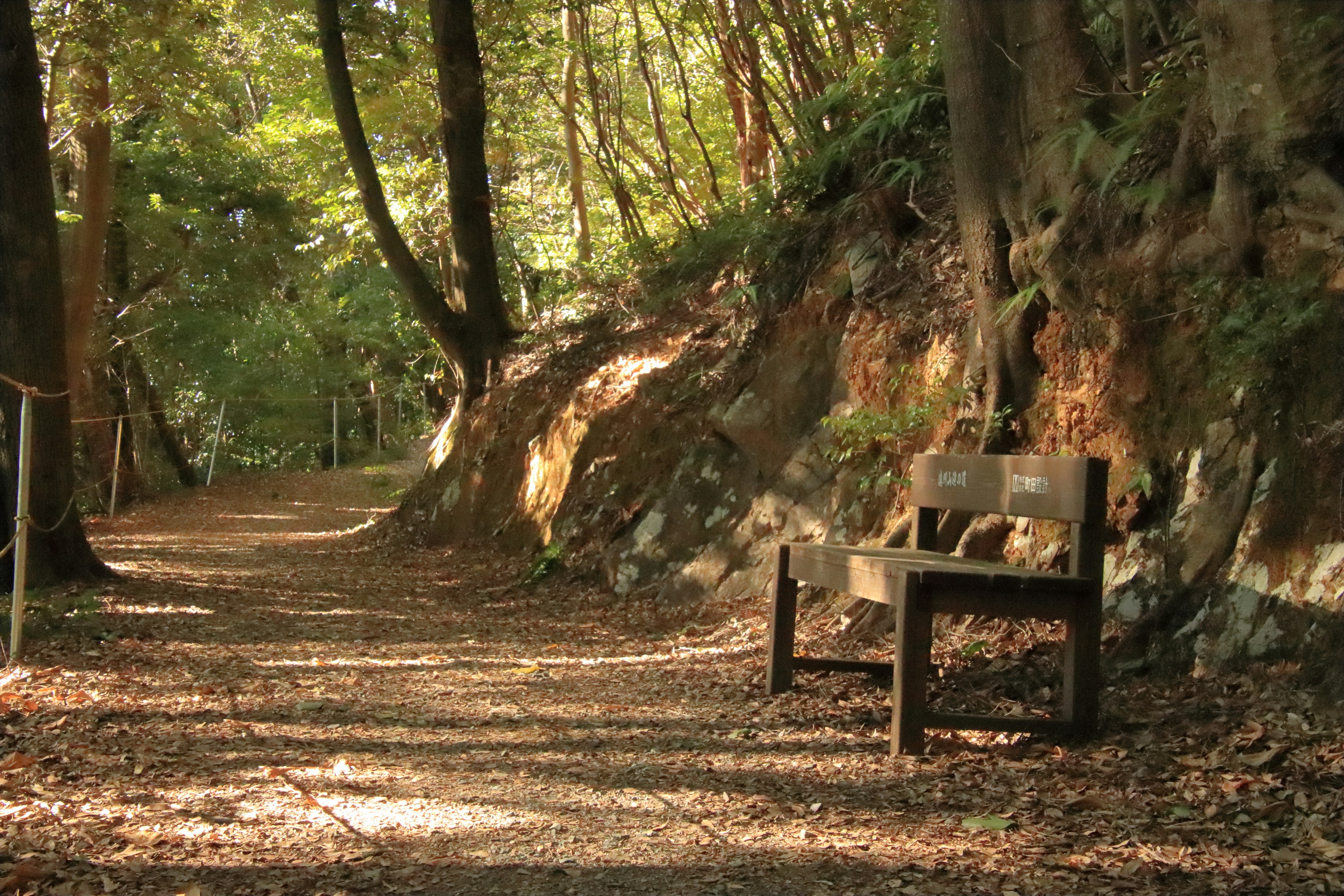 Banc en bois sur un chemin paisible entouré d'arbres verts