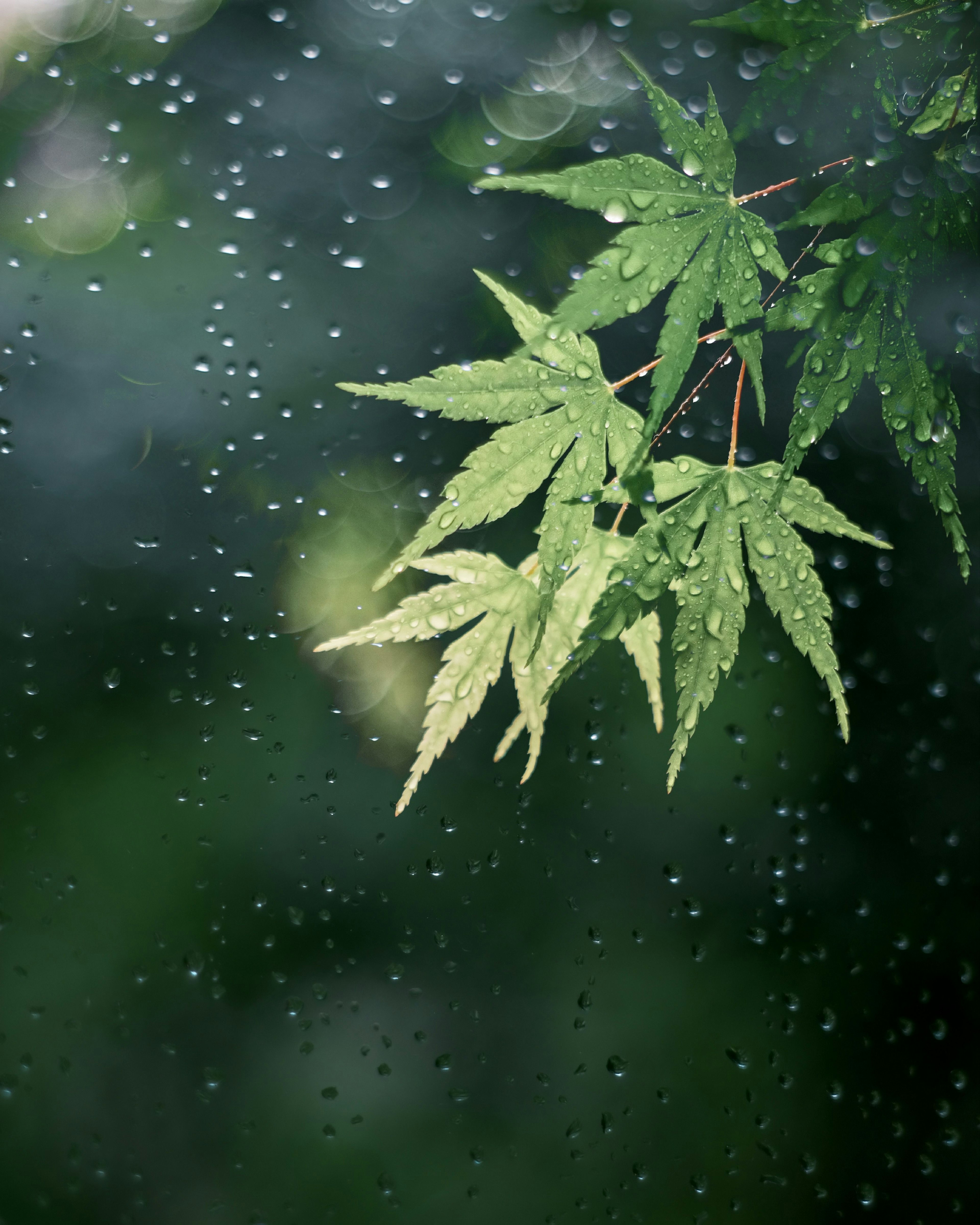 被雨水浸濕的綠色葉子和模糊的綠色背景